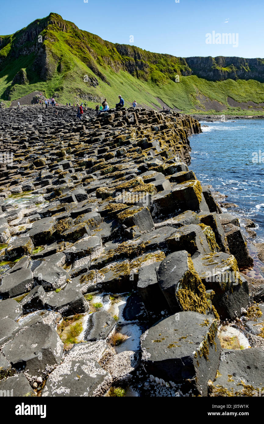 Aird Schnauze und die großen Damm der Giant es Causeway, Causeway-Küste, County Antrim, Nordirland, Vereinigtes Königreich Stockfoto