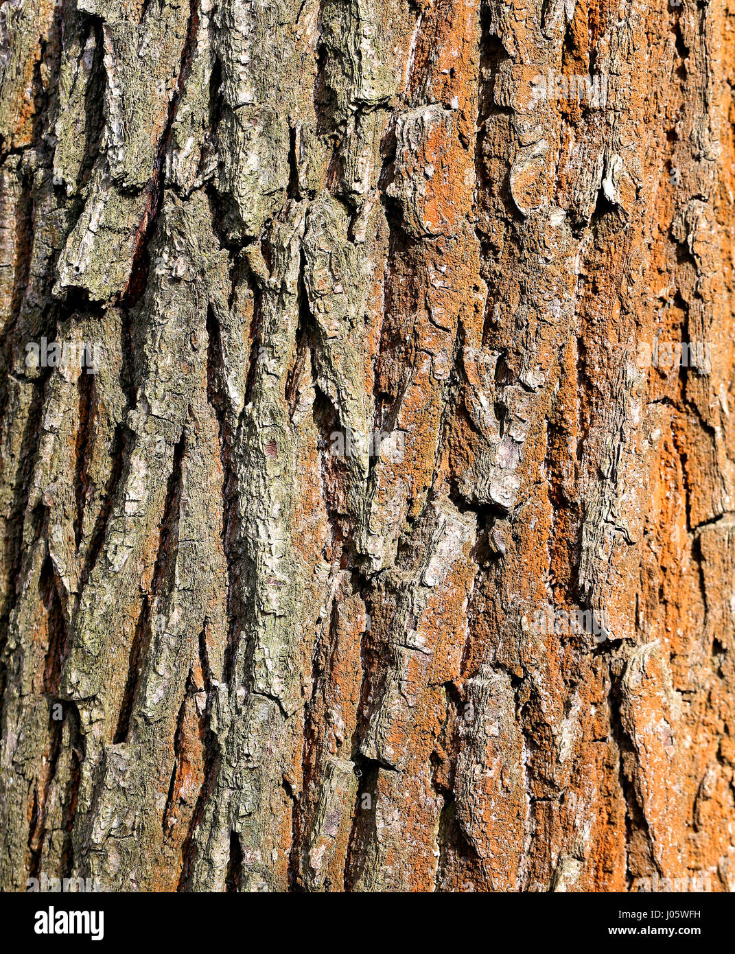Fototexturen eines alten Baumes Stockfoto