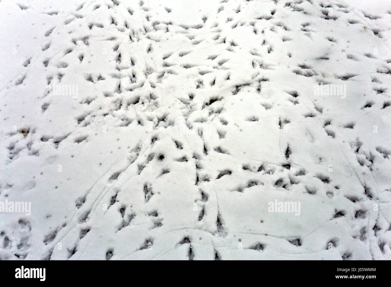 Foto von Vogel-tracks Stockfoto