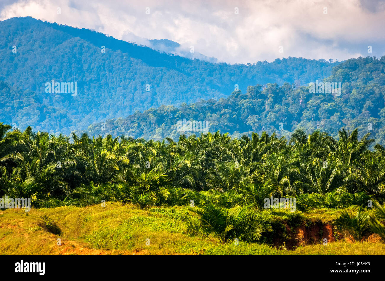 Neu gepflanzte Ölpalmen auf einer Plantage vor dem Hintergrund eines unberührten Regenwaldes in Langkat, Nordsumatra, Indonesien. Stockfoto