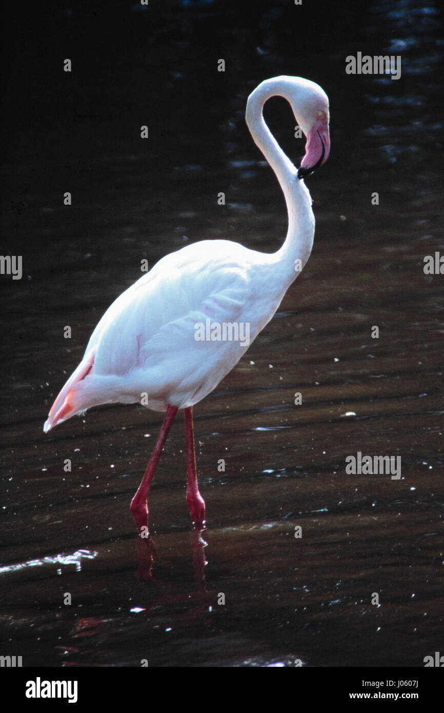 Flamingo Vogel, Nationalpark Boras, Schweden Stockfoto