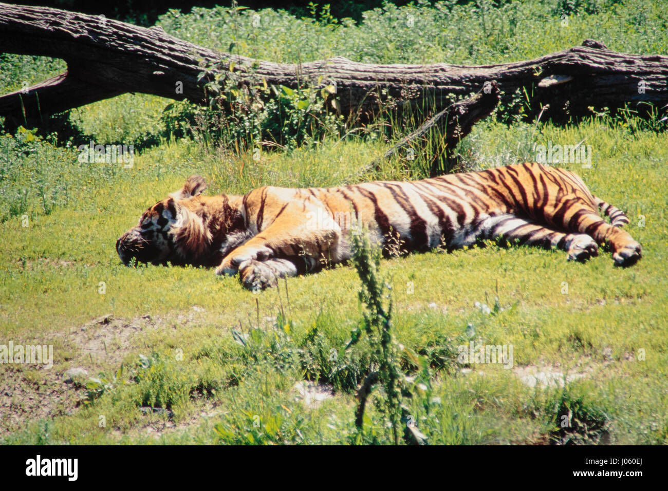 Sibirischer Tiger schlafen, Zoo Boras, Schweden Stockfoto
