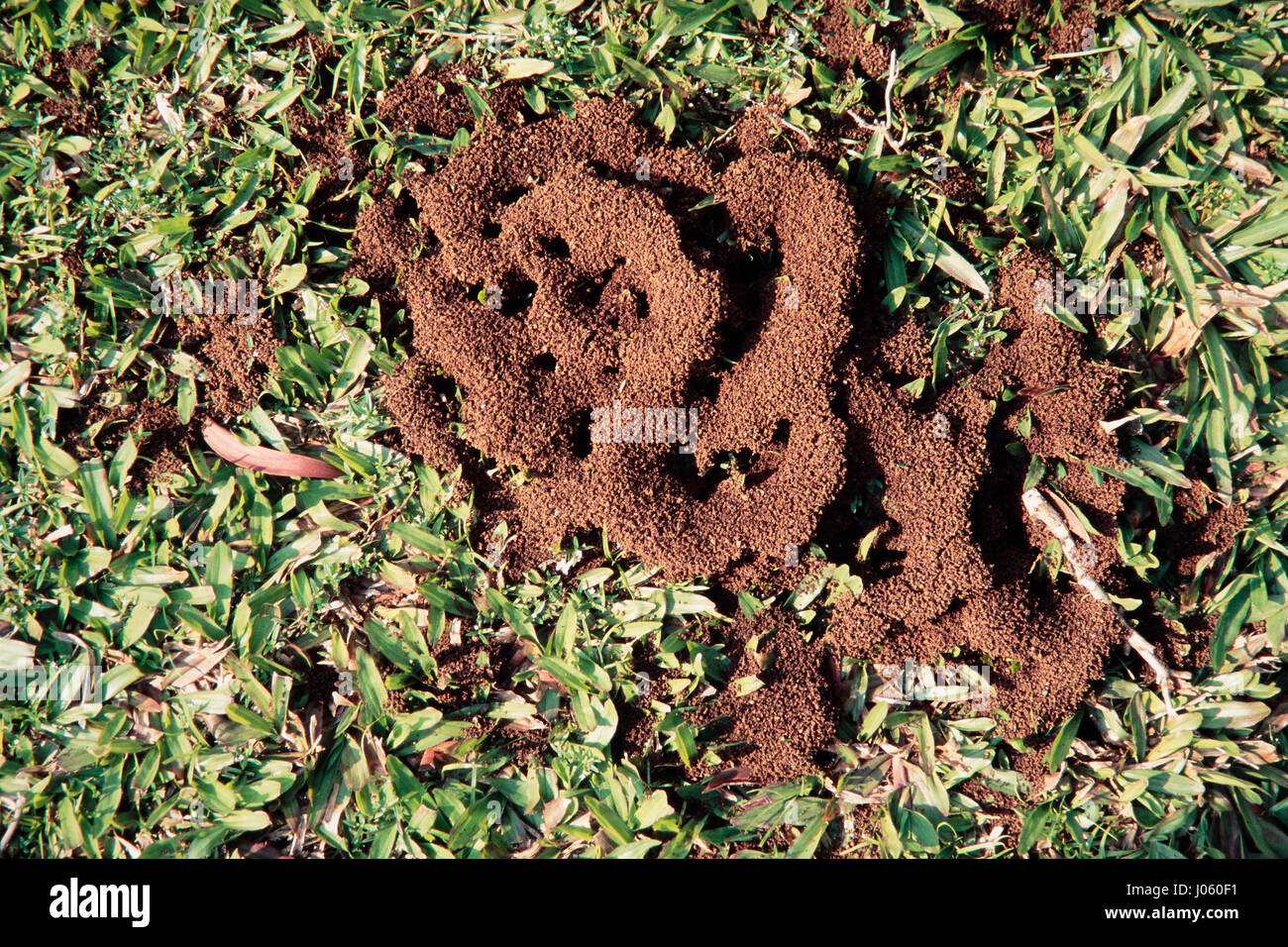 Ameisenhaufen Stockfoto