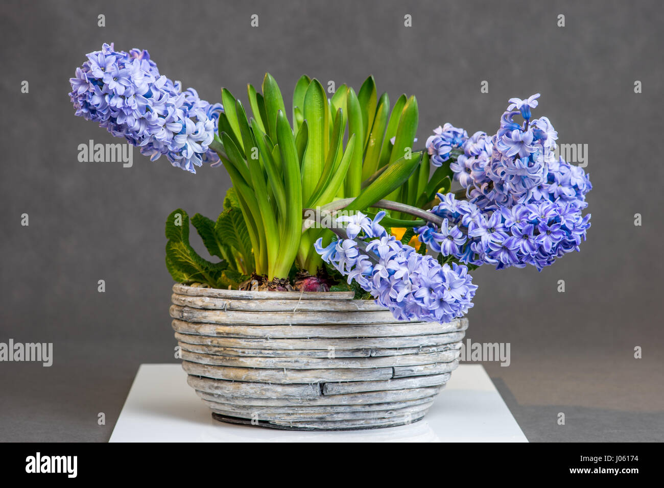 Korb mit Blaue Hyazinthen - grauen Hintergrund Stockfoto