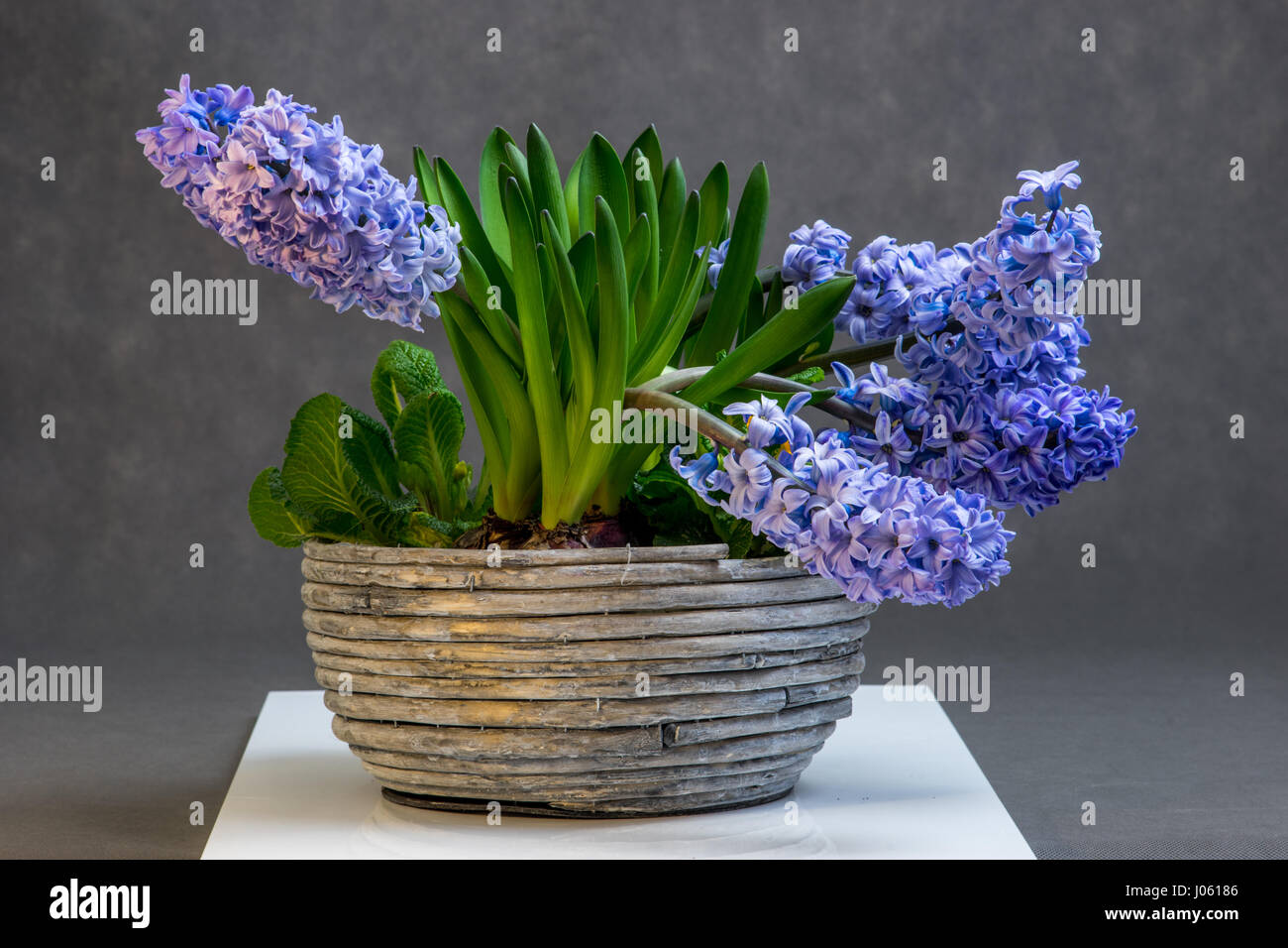 Korb mit Blaue Hyazinthen - grauen Hintergrund Stockfoto