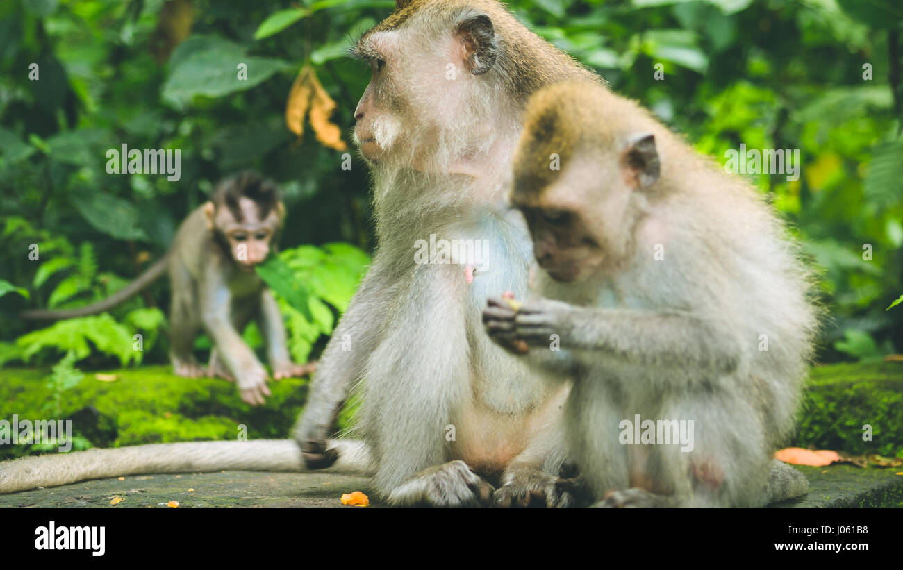 Long-tailed Macaque mit jungen auf Futter. Macaca Fascicularis in Sacred Monkey Forest, Ubud, Indonesien Stockfoto