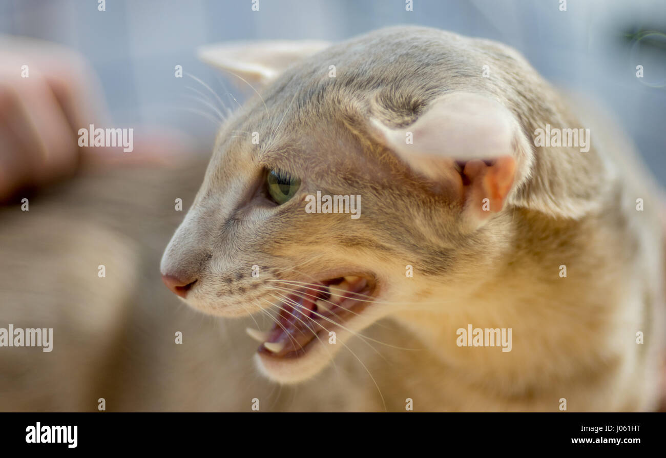 Orientalische Tabby - Rassekatze - grau Stockfoto