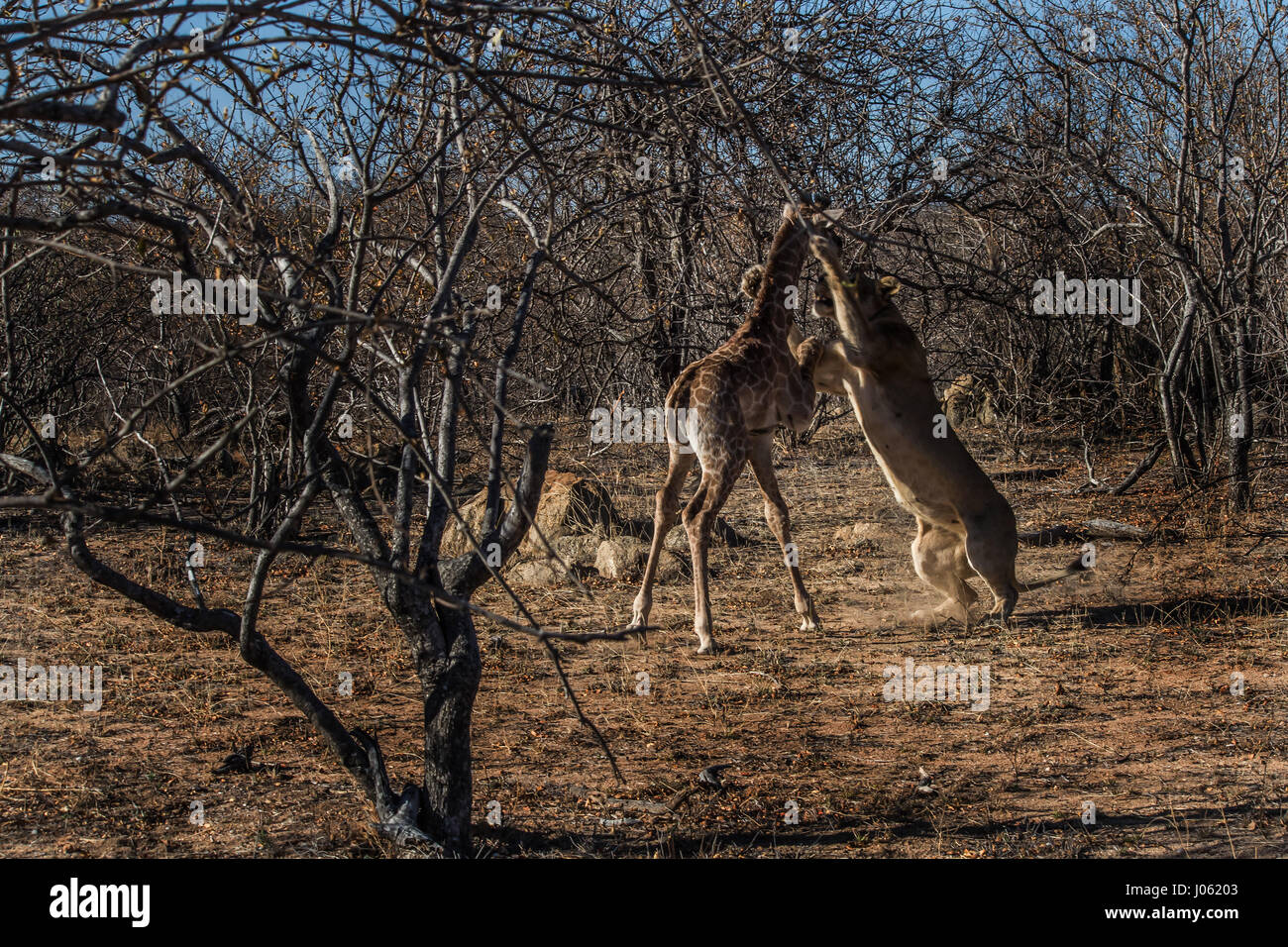 BALULE GAME RESERVE, HOEDSPRUIT, Südafrika: Unglaubliche Action-Aufnahmen der verzweifelten zweistündigen Kampf eines Kalbes Giraffe als es versucht, eine Gruppe von hungrigen jungen Löwinnen jagen lernen entziehen ergaben. Die spektakuläre Serie von Bilder zeigen den Moment der Löwen Augen auf ihre nächste Mahlzeit getaktet, als das Baby durch die südafrikanische Wildnis mit seiner Mutter schlenderte, bevor eine letzte Gebot Versuch für die Freiheit als 286 Pfund Löwe wurde geschlossen. Die Bilder fangen die Giraffe als Testorakel hinter seiner Mama, Rückgriff auf seine natürliche Selbstverteidigung-Instinkt, die Räuber ins Gesicht zu treten. Andere Stockfoto