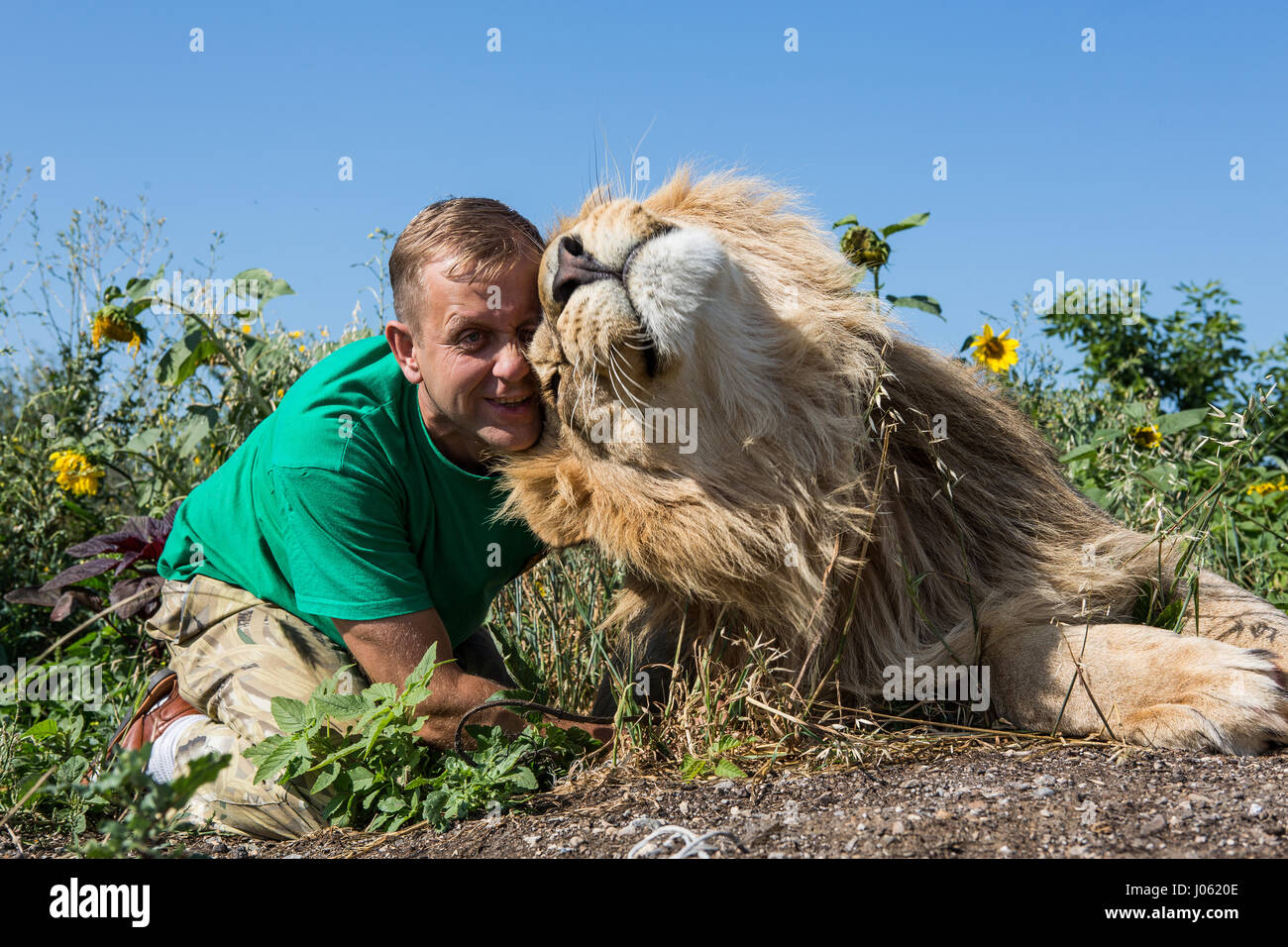 Oleg Zubkov kuscheln zu einem Löwen. ATEMBERAUBENDE Bilder von wilden Löwen und furchtlosen Menschen sitzen übereinander in einem Feld wurden von einem überrascht Fotografen eingefangen. Die surrealen Bilder zeigen stellen die 418-Pfund-Löwen begrüßen ihren menschlichen Begleiter wie sie gerne für Selfies, einander küssen auf den Mund und ein weißer Löwe streckt sogar eine helfende Pfote zu einem Mann in einem Teich schwimmen.  Andere Bilder zeigen die Löwen liebevoll Gruß Menschen aus ihren Autos und ein unglaubliches Bild, ein Mann tapfer legt seinen Arm im Mund des Tieres für die Kamera posieren. Die spektakuläre ich Stockfoto