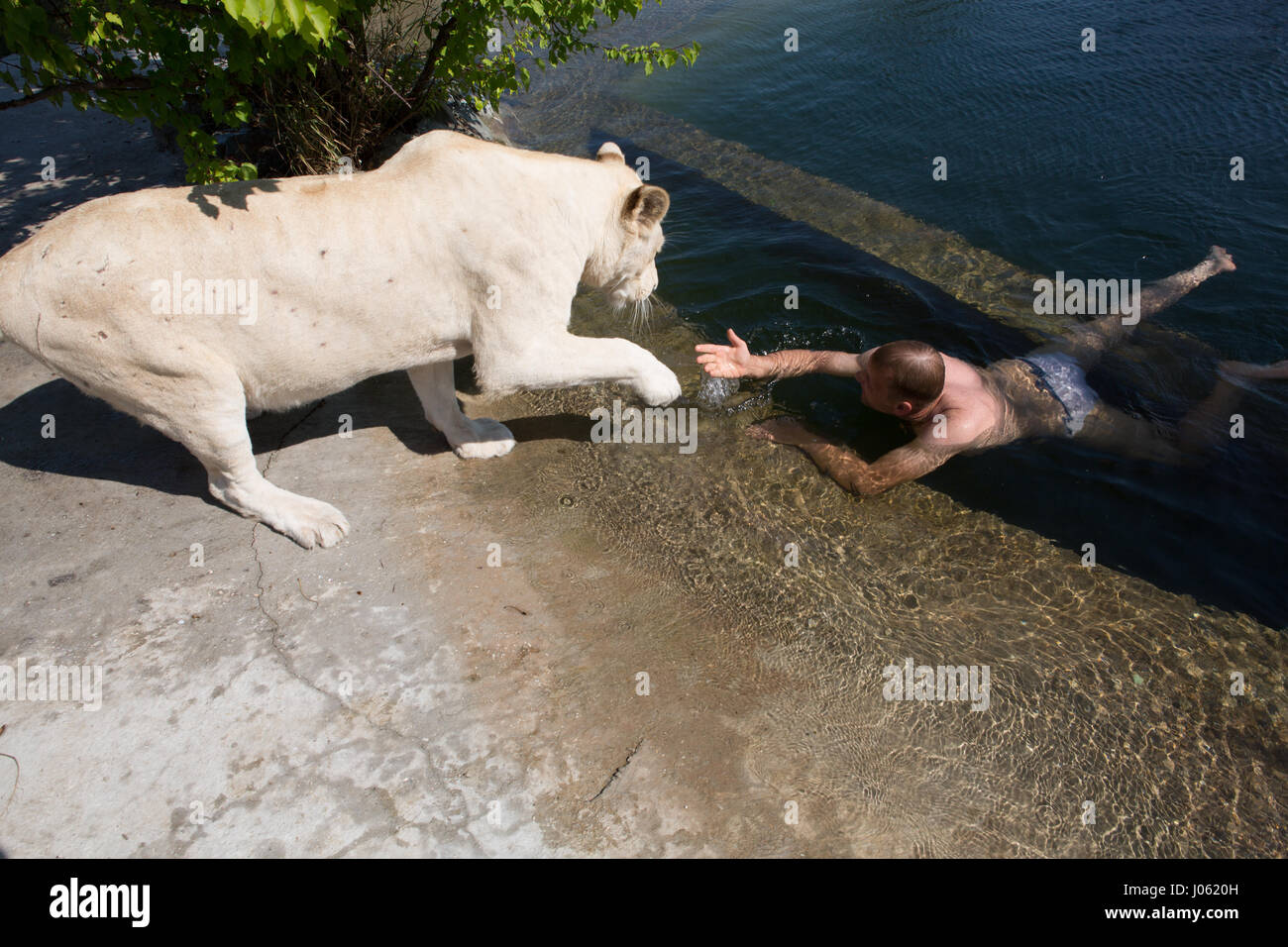 Ein weißer Löwe hilft Oleg Zubkov aus dem Wasser steigen. ATEMBERAUBENDE Bilder von wilden Löwen und furchtlosen Menschen sitzen übereinander in einem Feld wurden von einem überrascht Fotografen eingefangen. Die surrealen Bilder zeigen stellen die 418-Pfund-Löwen begrüßen ihren menschlichen Begleiter wie sie gerne für Selfies, einander küssen auf den Mund und ein weißer Löwe streckt sogar eine helfende Pfote zu einem Mann in einem Teich schwimmen.  Andere Bilder zeigen die Löwen liebevoll Gruß Menschen aus ihren Autos und ein unglaubliches Bild, ein Mann tapfer legt seinen Arm in die Bestie Mund zu stellen für die camer Stockfoto