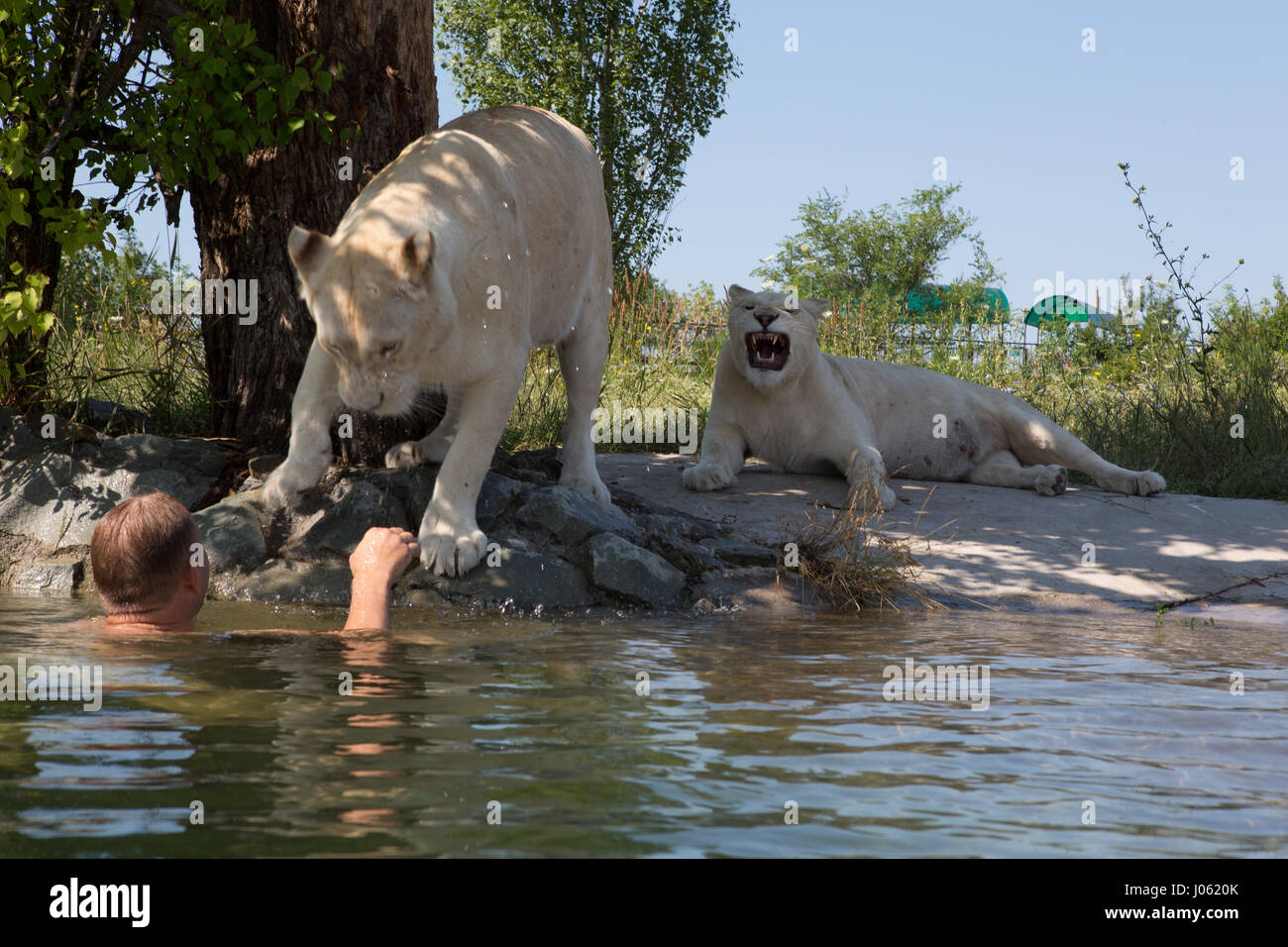 Ein weißer Löwe bietet eine helfende Pfote. ATEMBERAUBENDE Bilder von wilden Löwen und furchtlosen Menschen sitzen übereinander in einem Feld wurden von einem überrascht Fotografen eingefangen. Die surrealen Bilder zeigen stellen die 418-Pfund-Löwen begrüßen ihren menschlichen Begleiter wie sie gerne für Selfies, einander küssen auf den Mund und ein weißer Löwe streckt sogar eine helfende Pfote zu einem Mann in einem Teich schwimmen.  Andere Bilder zeigen die Löwen liebevoll Gruß Menschen aus ihren Autos und ein unglaubliches Bild, ein Mann tapfer legt seinen Arm im Mund des Tieres für die Kamera posieren. Die spektakuläre ich Stockfoto