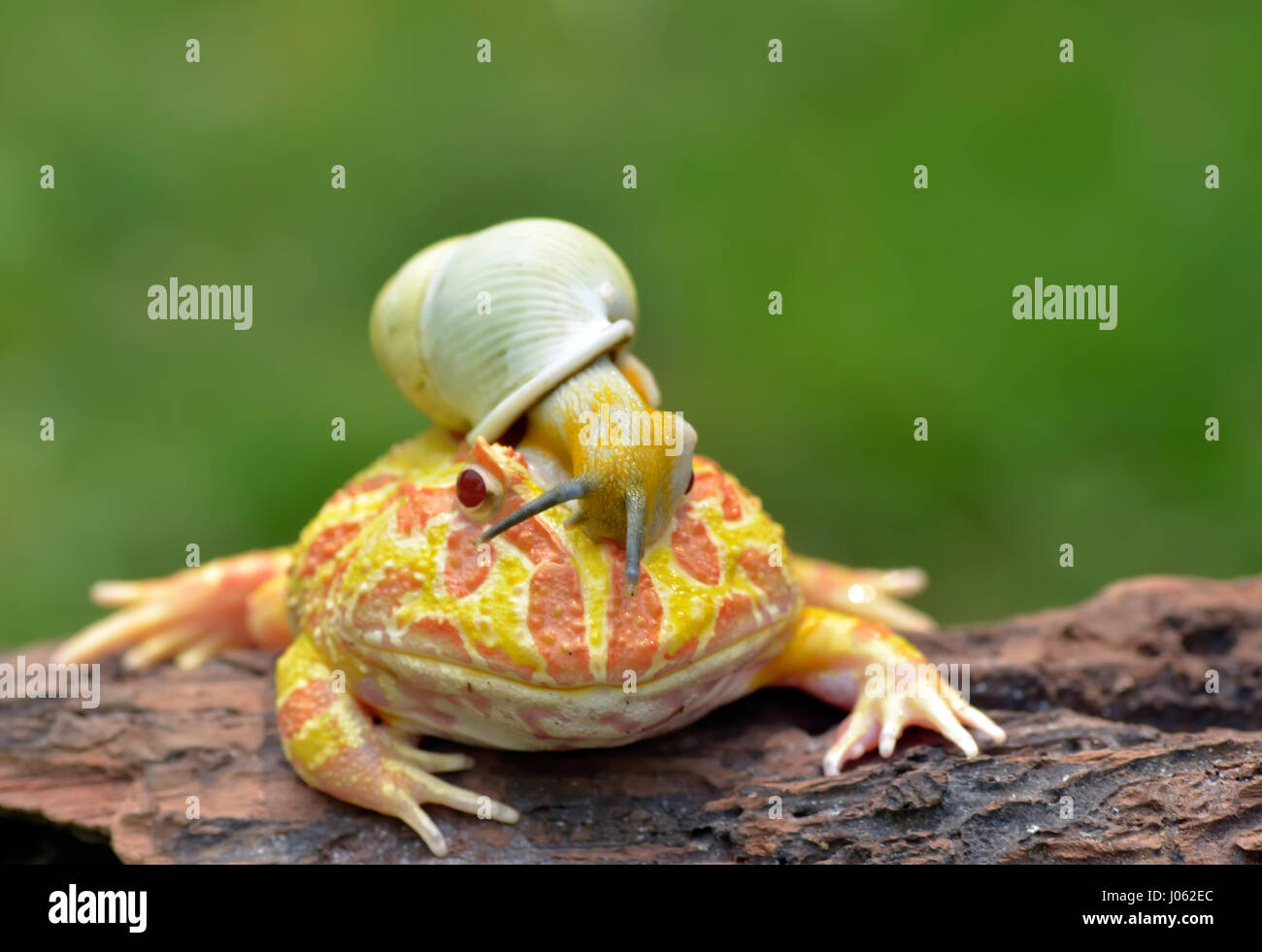 TANGERANG, Indonesien: Witzige Bilder zeigen einen bunten Pacman Frosch eine Schnecke wie einen Helm tragen, während sie auf einem Baumstamm entspannt. Baureihe ungewöhnliche Schnappschüsse von dieser Show "Schnecke-erfüllt", die unbeirrt Amphibie strike eine Pose für die Kamera, sichtlich stolz zu zeigen, seine neu gestalteten Kopfschmuck. Es ist nicht nur der Frosch, der mit seinen neu gewonnenen Freund bequem ist, wie die Schnecke zu sehen ist, selbst zu Hause, schnüffeln und Schiebe seinen Weg nach unten zu den Frosch Nase inspizieren zu machen. Lustige Bilder wurden vom Filialleiter Thomas Chandra (42) in der Nähe von Tangerang, Indonesien schnappte. Thomas Chandra / Medien Stockfoto
