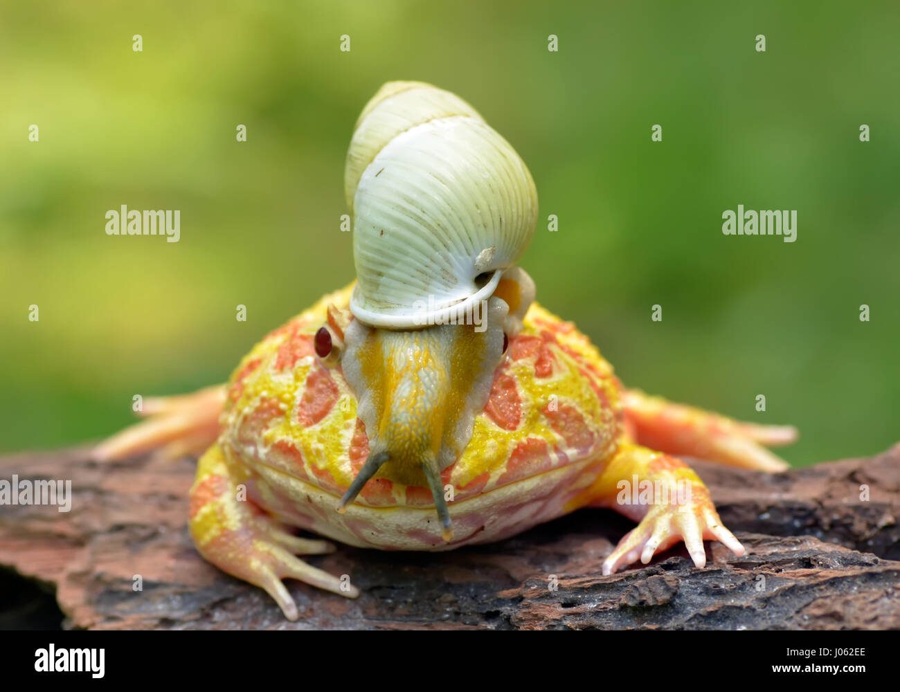 TANGERANG, Indonesien: Witzige Bilder zeigen einen bunten Pacman Frosch eine Schnecke wie einen Helm tragen, während sie auf einem Baumstamm entspannt. Baureihe ungewöhnliche Schnappschüsse von dieser Show "Schnecke-erfüllt", die unbeirrt Amphibie strike eine Pose für die Kamera, sichtlich stolz zu zeigen, seine neu gestalteten Kopfschmuck. Es ist nicht nur der Frosch, der mit seinen neu gewonnenen Freund bequem ist, wie die Schnecke zu sehen ist, selbst zu Hause, schnüffeln und Schiebe seinen Weg nach unten zu den Frosch Nase inspizieren zu machen. Lustige Bilder wurden vom Filialleiter Thomas Chandra (42) in der Nähe von Tangerang, Indonesien schnappte. Thomas Chandra / Medien Stockfoto