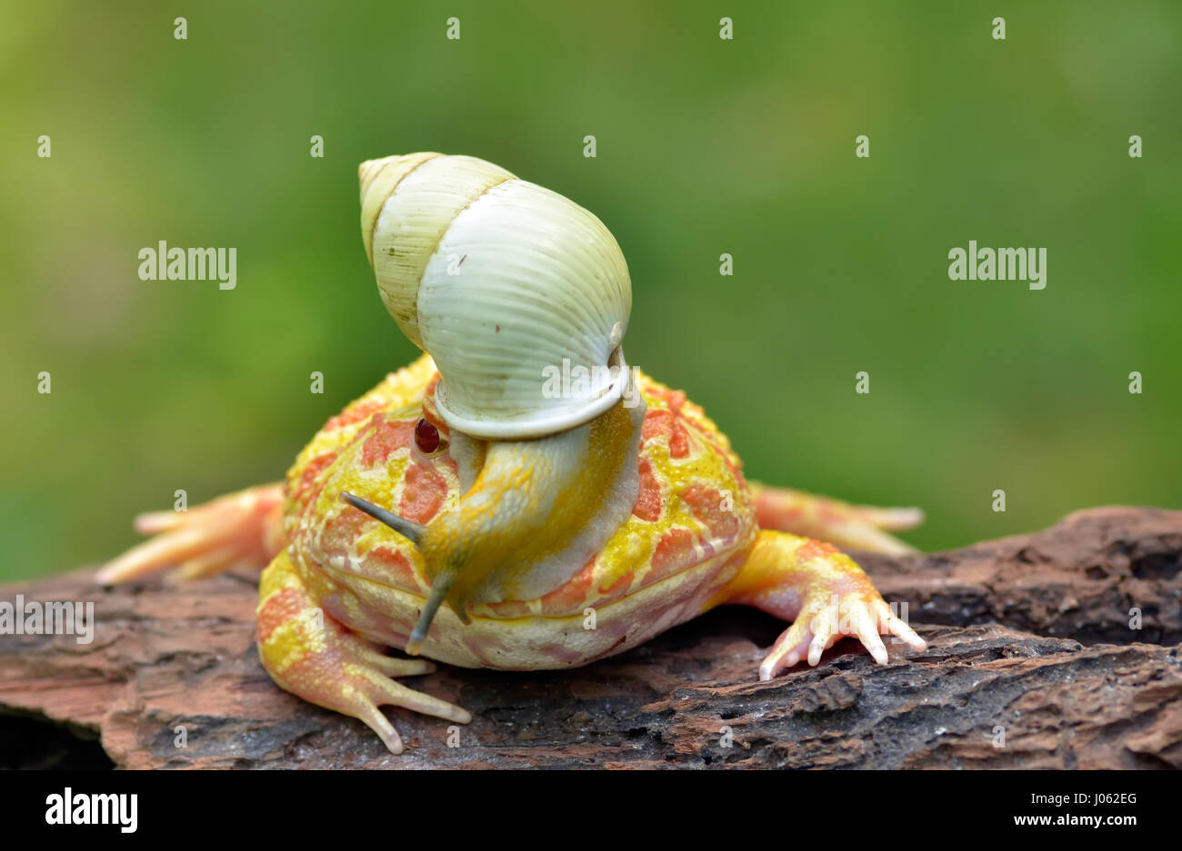 TANGERANG, Indonesien: Witzige Bilder zeigen einen bunten Pacman Frosch eine Schnecke wie einen Helm tragen, während sie auf einem Baumstamm entspannt. Baureihe ungewöhnliche Schnappschüsse von dieser Show "Schnecke-erfüllt", die unbeirrt Amphibie strike eine Pose für die Kamera, sichtlich stolz zu zeigen, seine neu gestalteten Kopfschmuck. Es ist nicht nur der Frosch, der mit seinen neu gewonnenen Freund bequem ist, wie die Schnecke zu sehen ist, selbst zu Hause, schnüffeln und Schiebe seinen Weg nach unten zu den Frosch Nase inspizieren zu machen. Lustige Bilder wurden vom Filialleiter Thomas Chandra (42) in der Nähe von Tangerang, Indonesien schnappte. Thomas Chandra / Medien Stockfoto