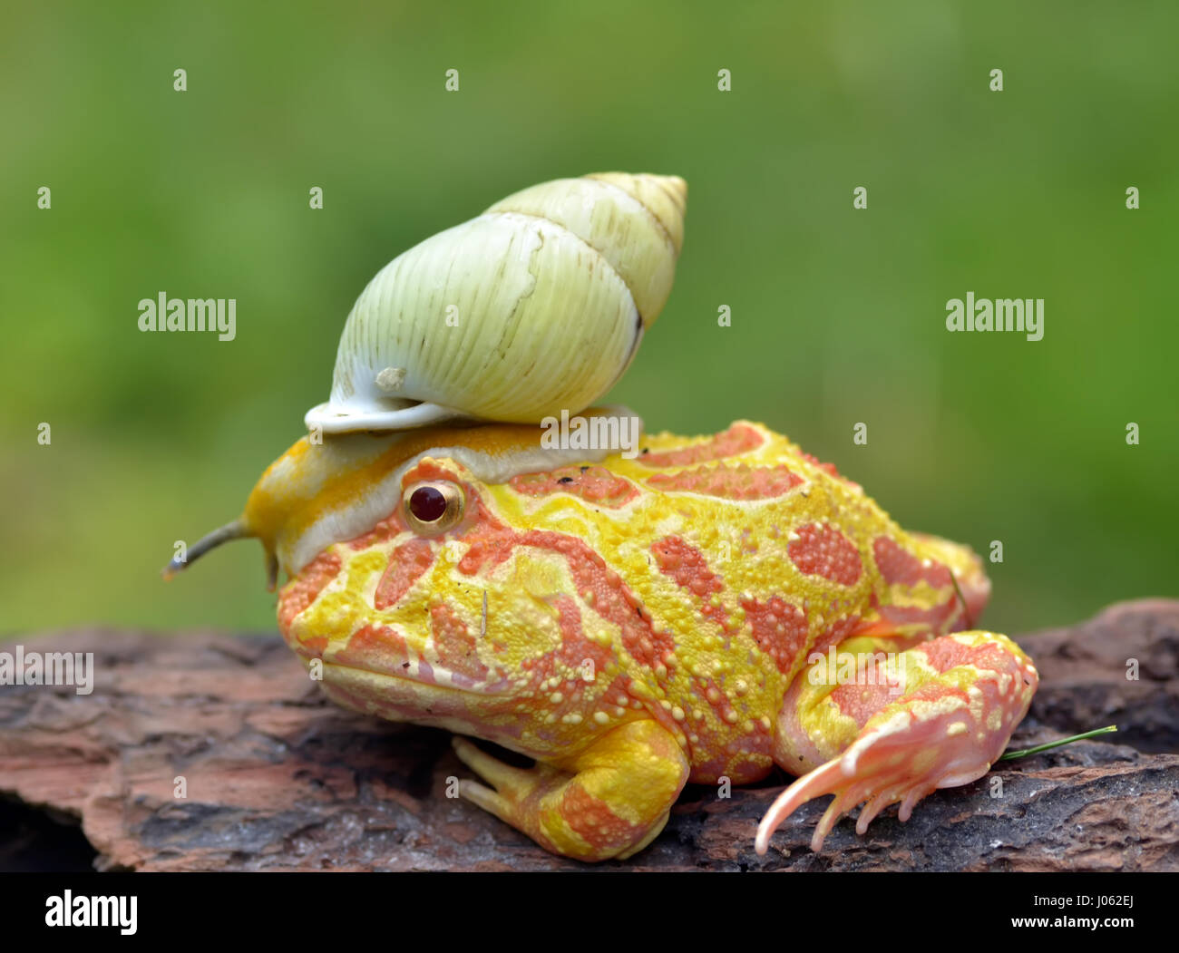 TANGERANG, Indonesien: Witzige Bilder zeigen einen bunten Pacman Frosch eine Schnecke wie einen Helm tragen, während sie auf einem Baumstamm entspannt. Baureihe ungewöhnliche Schnappschüsse von dieser Show "Schnecke-erfüllt", die unbeirrt Amphibie strike eine Pose für die Kamera, sichtlich stolz zu zeigen, seine neu gestalteten Kopfschmuck. Es ist nicht nur der Frosch, der mit seinen neu gewonnenen Freund bequem ist, wie die Schnecke zu sehen ist, selbst zu Hause, schnüffeln und Schiebe seinen Weg nach unten zu den Frosch Nase inspizieren zu machen. Lustige Bilder wurden vom Filialleiter Thomas Chandra (42) in der Nähe von Tangerang, Indonesien schnappte. Thomas Chandra / Medien Stockfoto