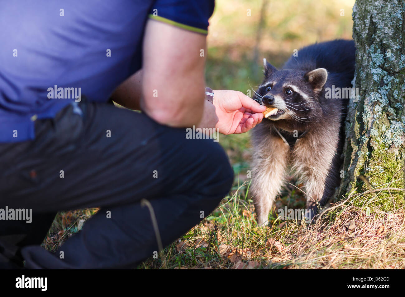 KALININGRAD, Russland: Herzerwärmende Bilder haben die unglaubliche Beziehung zwischen einem jungen und seinem Haustier Waschbär erfasst. Die intime Bilder zeigen den jungen spielen mit dem Waschbären, Murph benannt und an der Leine gehen, während andere Murph Look liebevoll in die Augen seines Freundes zu zeigen. Andere Aufnahmen zeigen den jungen Eltern spielen und Fütterung Murph und einige entzückende Familienporträts komplett mit ihr ungewöhnliches Haustier. Die Druckknöpfe wurden von russischen Fotografen Konstantin Tronin von Kaliningrad als Teil einer Familie Foto-Shooting gemacht. Stockfoto