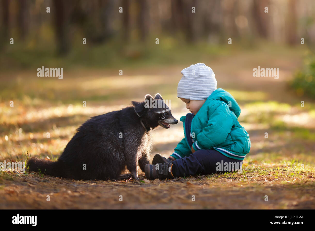 KALININGRAD, Russland: Herzerwärmende Bilder haben die unglaubliche Beziehung zwischen einem jungen und seinem Haustier Waschbär erfasst. Die intime Bilder zeigen den jungen spielen mit dem Waschbären, Murph benannt und an der Leine gehen, während andere Murph Look liebevoll in die Augen seines Freundes zu zeigen. Andere Aufnahmen zeigen den jungen Eltern spielen und Fütterung Murph und einige entzückende Familienporträts komplett mit ihr ungewöhnliches Haustier. Die Druckknöpfe wurden von russischen Fotografen Konstantin Tronin von Kaliningrad als Teil einer Familie Foto-Shooting gemacht. Stockfoto