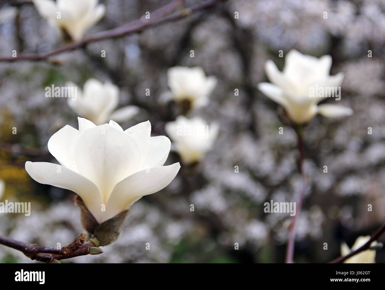 Weiße Magnolie in Blüte Stockfoto