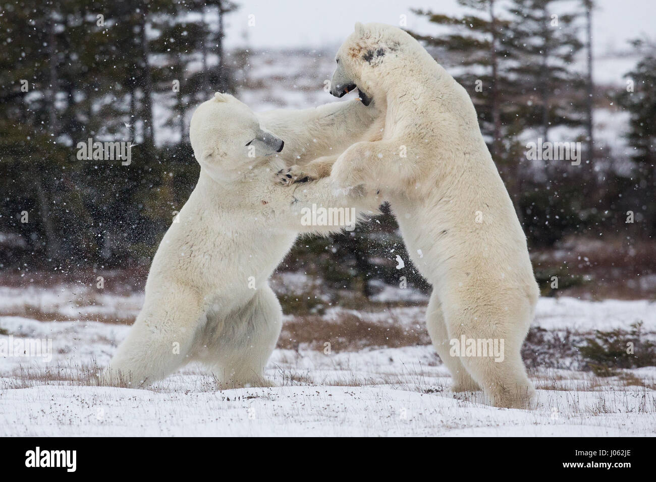 SPEKTAKULÄRE Bilder von zwei männlichen Eisbären kämpfen it out, wie Schnee fällt wurden gefangen genommen. Die Sammlung von Aufnahmen zeigt die beiden Bären aufstehen während das Gesicht aus einem Bild zeigt einen Bär streichen eine Pfote auf seinen Rivalen. Ein weiteres Bild zeigt einen Bären halten das andere was aussieht wie eine pelzige Schwitzkasten. Die Bilder wurden von italienischen Fotografen Alessandro Beconi (32) in Mantioba, Kanada. Stockfoto