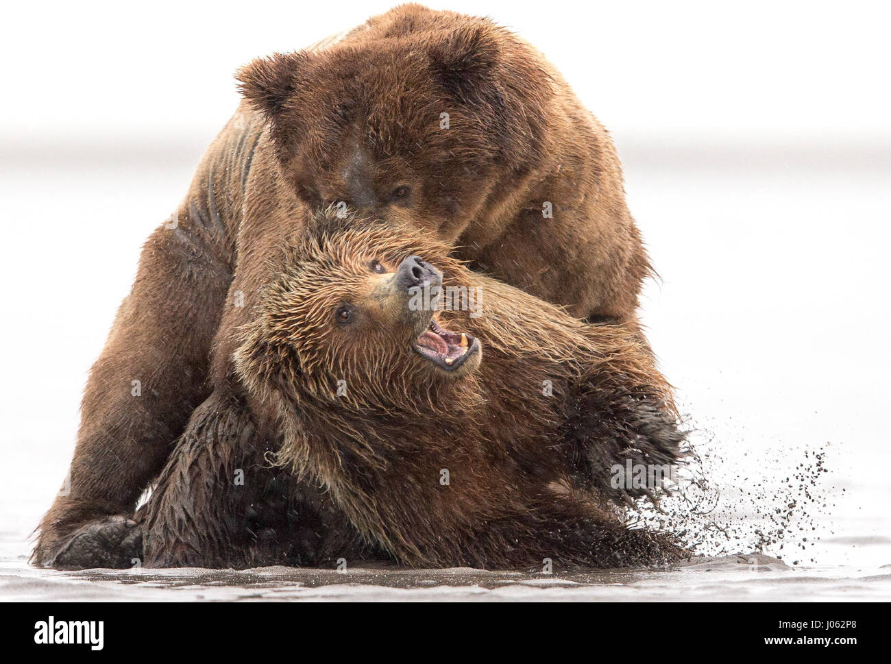 ALASKA, USA: Zwei Braunbären wurden gefangen ein herumtollen am Strand zu genießen. Die Augenbraue-raising Bilder zeigen die männlichen und weiblichen Alaskan Küsten Bär aufstehen nah und persönlich an den Rand des Wassers. Andere nette Bilder zeigen die Bärenmutter mit ihren jungen als kleines Bündel Fell Ringen mit ihrer Mama zu spielen. Die einschüchtern Schüsse wurden von kanadischer Fotograf Marc Latremouille entlang der Küste von Alaska gefangen genommen. Stockfoto