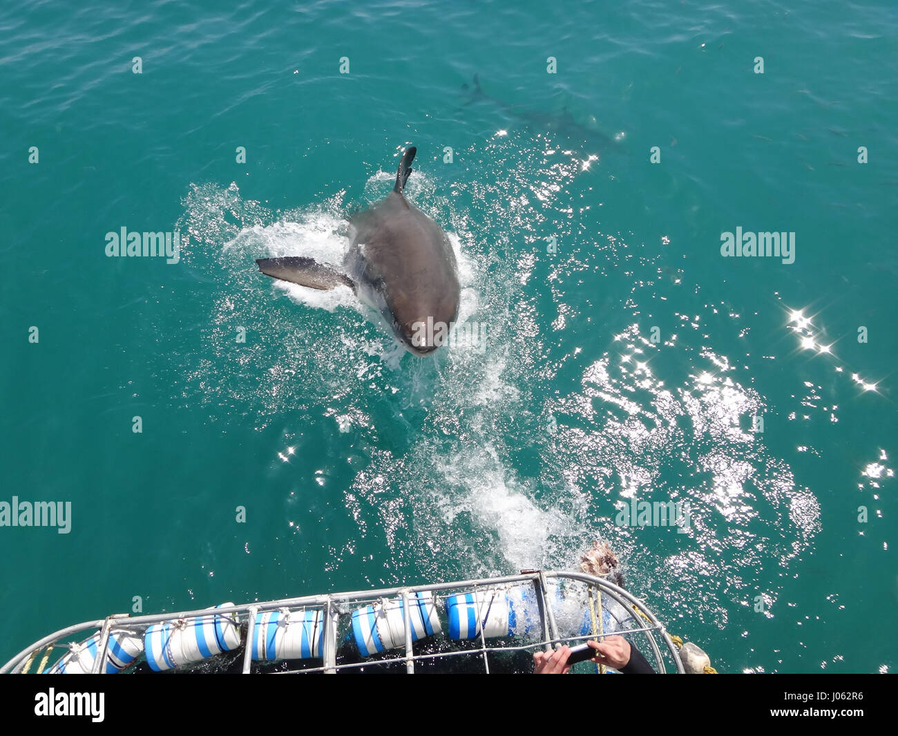 KLEINBAAI, Südafrika: ein britischer Tourist hat die erstaunlichen Moment erfasst, den einen großen weißen Hai das Wasser bei der Verfolgung ein Leckerli verletzt. Spektakuläre Bilder und Videos zeigen die 13-Fuß-langen, 1700-Pfund Raubtier aus dem Wasser springen, wie er auf einem Lockvogel Dichtung einrastet. Der Hai zeigt seine riesigen Mund als es das Wasser verlässt, bevor seine messerscharfen Zähne auf ihr angegebenes Ziel spannen. Die unglaubliche Bilder wurden in Kleinbaai, South Africa Geographic Information System Officer Joseph Butler (23) von Swindon. Stockfoto