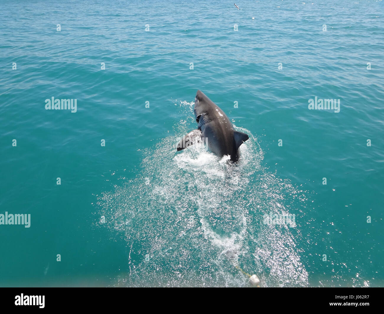 KLEINBAAI, Südafrika: ein britischer Tourist hat die erstaunlichen Moment erfasst, den einen großen weißen Hai das Wasser bei der Verfolgung ein Leckerli verletzt. Spektakuläre Bilder und Videos zeigen die 13-Fuß-langen, 1700-Pfund Raubtier aus dem Wasser springen, wie er auf einem Lockvogel Dichtung einrastet. Der Hai zeigt seine riesigen Mund als es das Wasser verlässt, bevor seine messerscharfen Zähne auf ihr angegebenes Ziel spannen. Die unglaubliche Bilder wurden in Kleinbaai, South Africa Geographic Information System Officer Joseph Butler (23) von Swindon. Stockfoto