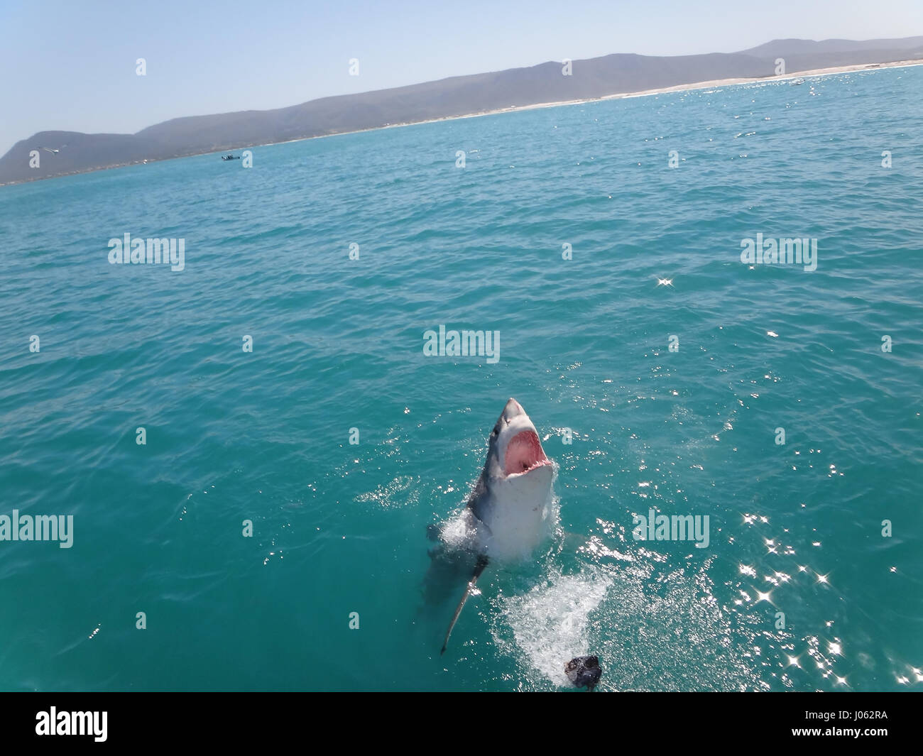 KLEINBAAI, Südafrika: ein britischer Tourist hat die erstaunlichen Moment erfasst, den einen großen weißen Hai das Wasser bei der Verfolgung ein Leckerli verletzt. Spektakuläre Bilder und Videos zeigen die 13-Fuß-langen, 1700-Pfund Raubtier aus dem Wasser springen, wie er auf einem Lockvogel Dichtung einrastet. Der Hai zeigt seine riesigen Mund als es das Wasser verlässt, bevor seine messerscharfen Zähne auf ihr angegebenes Ziel spannen. Die unglaubliche Bilder wurden in Kleinbaai, South Africa Geographic Information System Officer Joseph Butler (23) von Swindon. Stockfoto