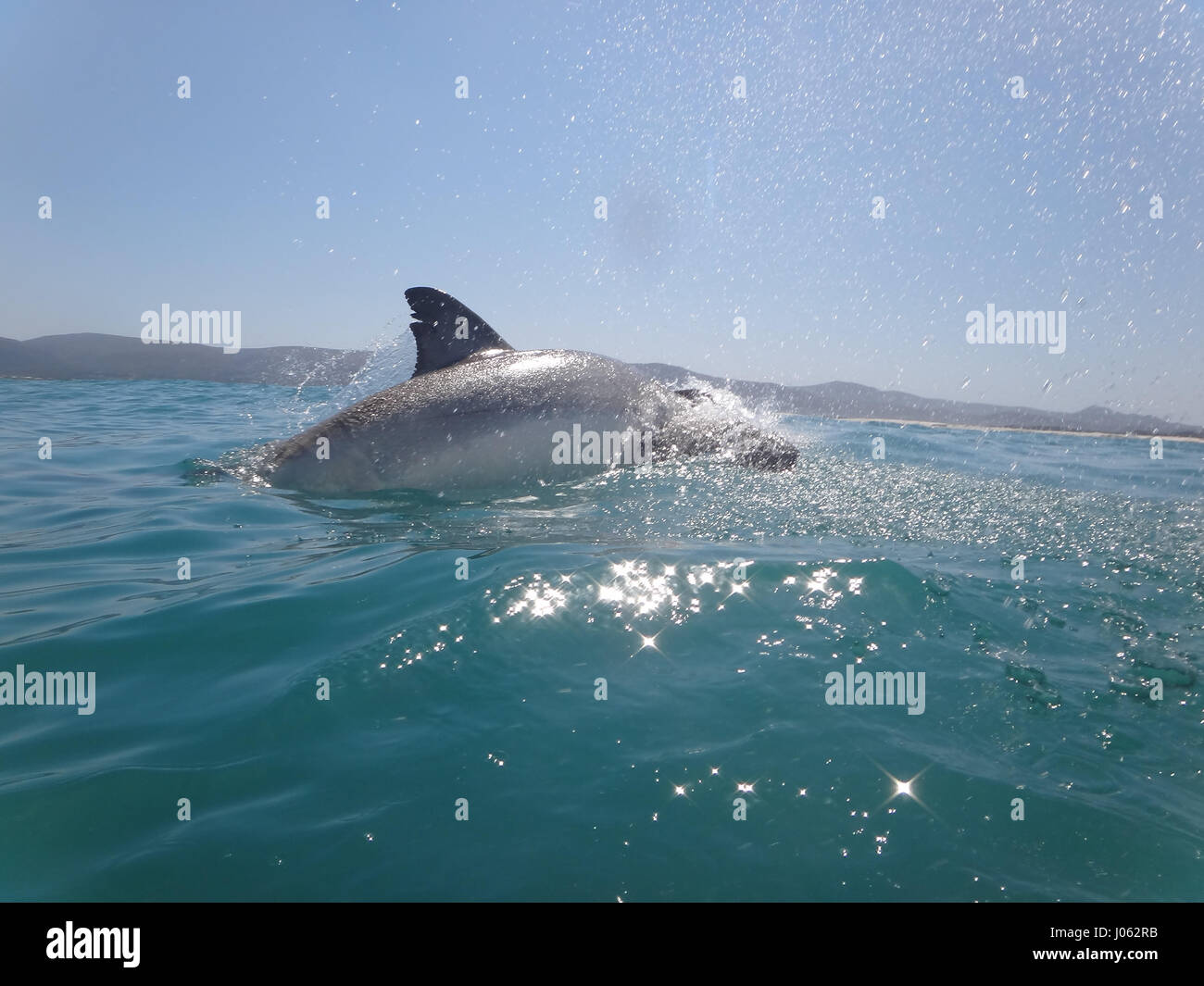 KLEINBAAI, Südafrika: ein britischer Tourist hat die erstaunlichen Moment erfasst, den einen großen weißen Hai das Wasser bei der Verfolgung ein Leckerli verletzt. Spektakuläre Bilder und Videos zeigen die 13-Fuß-langen, 1700-Pfund Raubtier aus dem Wasser springen, wie er auf einem Lockvogel Dichtung einrastet. Der Hai zeigt seine riesigen Mund als es das Wasser verlässt, bevor seine messerscharfen Zähne auf ihr angegebenes Ziel spannen. Die unglaubliche Bilder wurden in Kleinbaai, South Africa Geographic Information System Officer Joseph Butler (23) von Swindon. Stockfoto