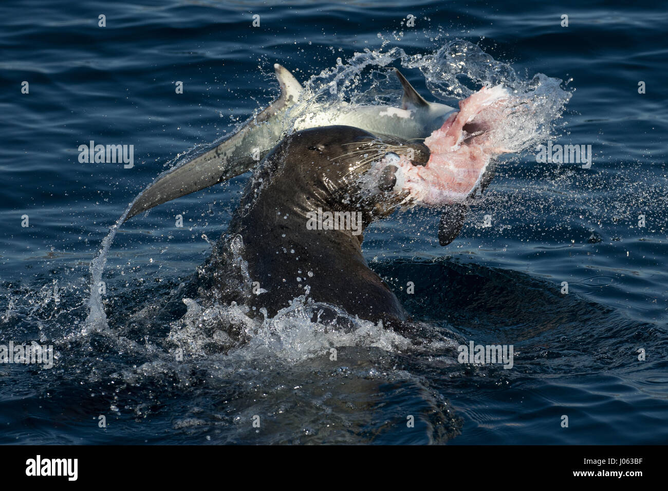 NEWPORT BEACH, Kalifornien, USA: Atemberaubende Bilder zeigen den Moment ein hungriger Löwe Meer mit seinem 8-Fuß-langen Thresher Shark Dinner gerungen, durch das Werfen sie herum in der Luft nach seinen Fang zu machen. Die spektakulären Aufnahmen zeigen, die die 660 Pfund Sea Lion der Hai Kopf abreißen wie geht es zum Plantschen im Wasser warf des Hais von Seite weiter zu Seite. In einem Bild verliert die Seelöwen fast seine Beute wie der kopflose Hai in der Ferne verschwindet gesehen ist, während eine andere die Ruhe nach dem Sturm zeigt, wie die Sea Lion friedlich in der Hai sich beißt. Die atemberaubende Fotografien waren Stockfoto