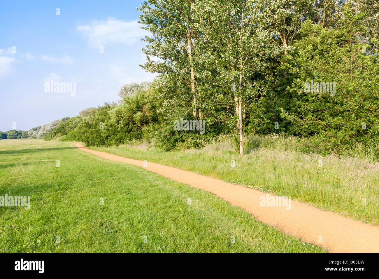 Ein Pfad durch ein Feld von Gras neben Bäume auf einem Morgen Sommer, England, Großbritannien Stockfoto