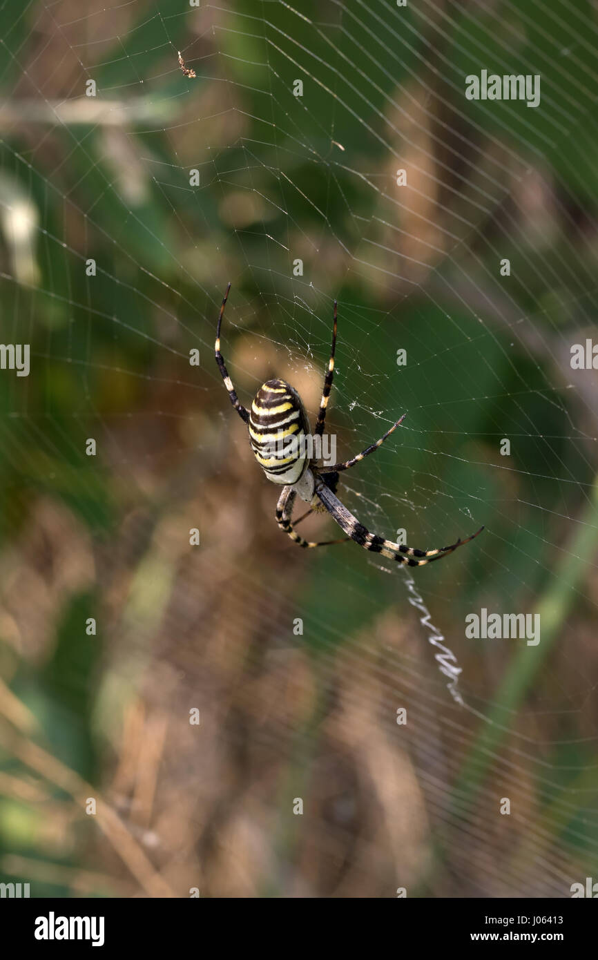 Spinne im Spinnennetz im Sommer. Argiope Bruennichi oder Wespe Spinne. Stockfoto