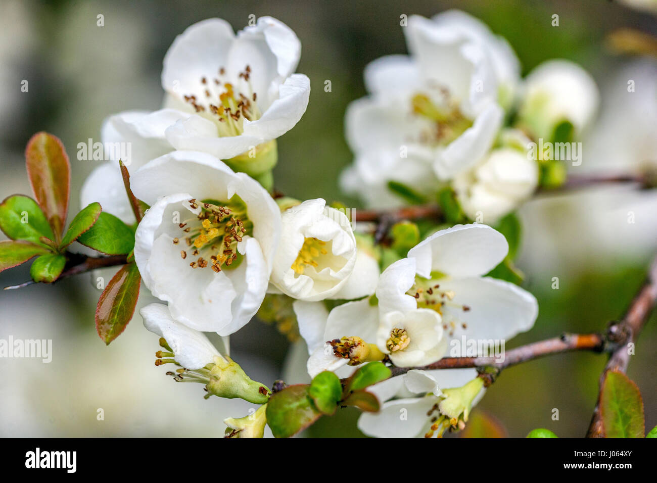 Chaenomeles speciosa nivalis, japanische Quitten blühen weiße Frühlingsblumen Stockfoto