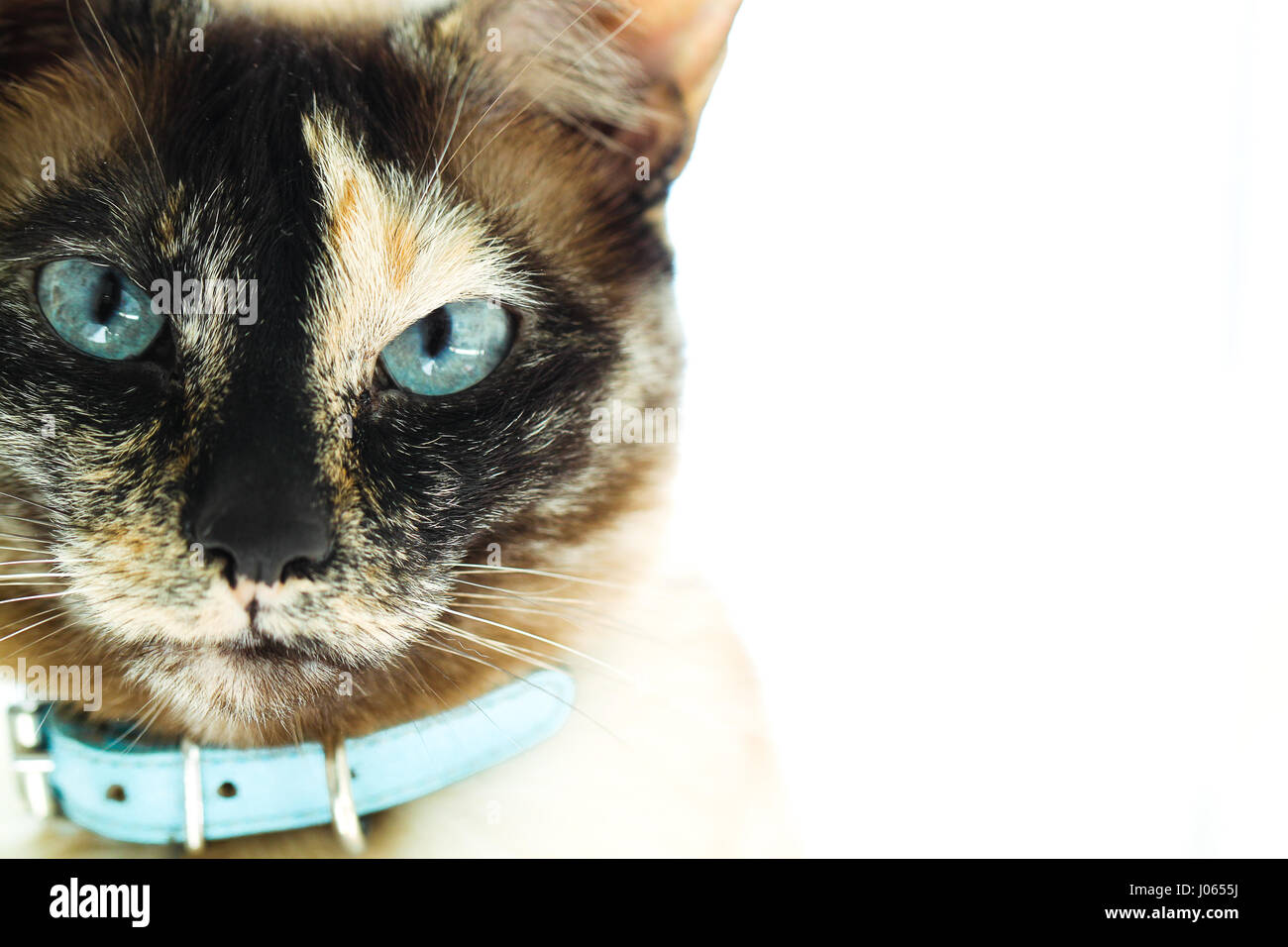 Schöne blaue Augen einzigartige melierte Farbe Muster auf ein Schildpatt siamesische Katzengesicht Closeup Portrait.  Gemeinhin als ein "Tortie-Point". Stockfoto