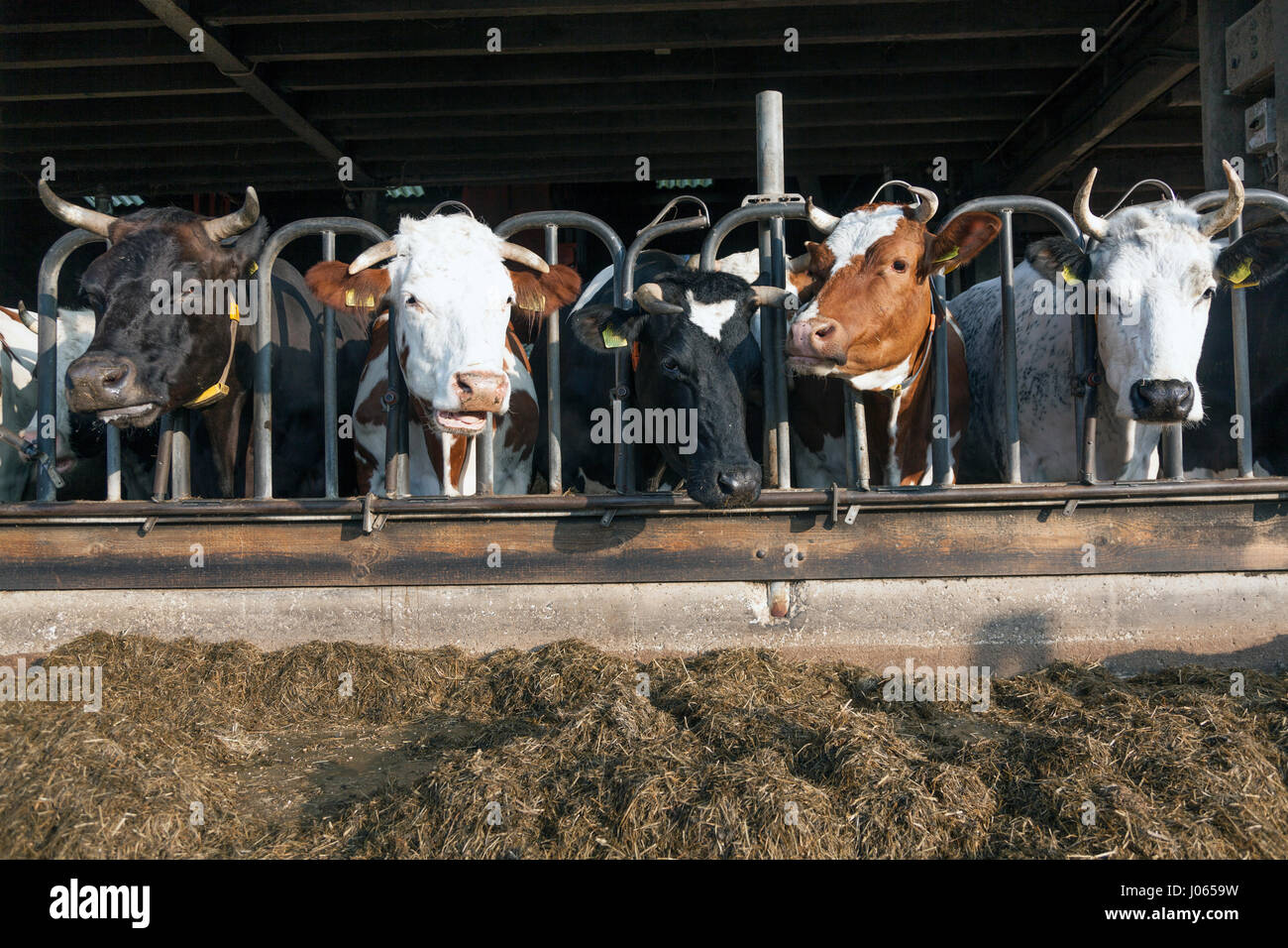 Reihe von schwarzen und roten Holstein Kühe, die Futtermittel in halb offenen Stall auf Bio-Bauernhof in den Niederlanden Stockfoto