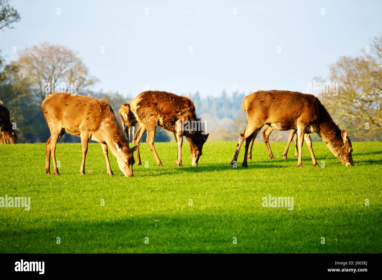 Herde Rotwild (Cervus elaphus) Beweidung in den New Forest, Hampshire, Großbritannien Stockfoto