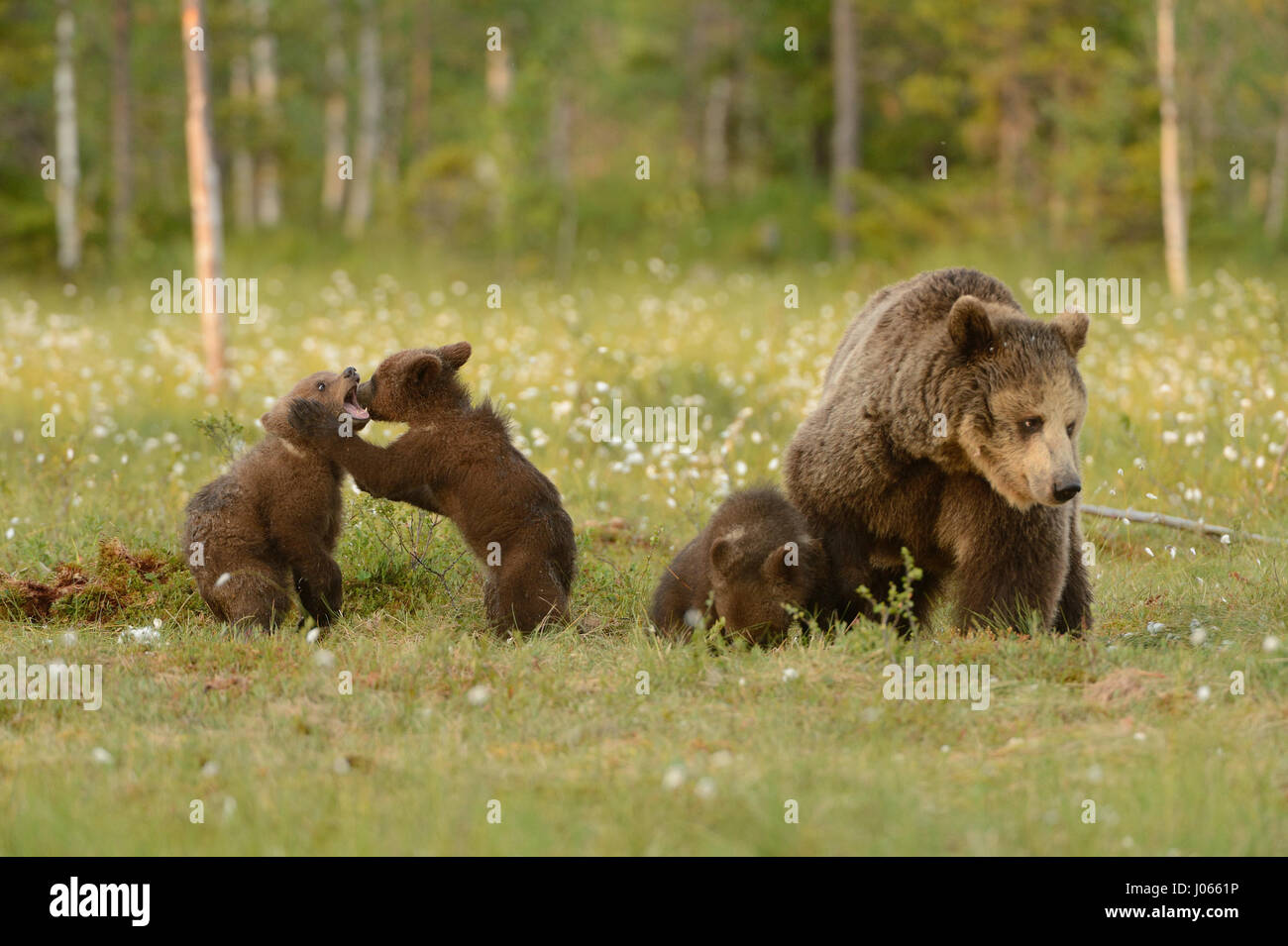 CUTE Brown Bärenjungen wurden gefangen genommen, miteinander Ringen, da ihre stolze Mutter blickt auf. Die entzückenden Bilder zeigen die Bären taumeln und stolpern herum, wie sie es ausfechten. Weitere Schnappschüsse zeigen sie entspannend nach ihrer energetischen Anzeige nach scheinbar gesagt, Weg von ihrer Mutter 300 Pfund. Fitness-Trainer Harry Eggens aus den Niederlanden reiste nach Martinskelkosen in Finnland um spektakuläre Fotos zu machen. Harry es geschafft, innerhalb von 100 Fuß der Bären, die Action vor der Kamera zu fangen. Stockfoto