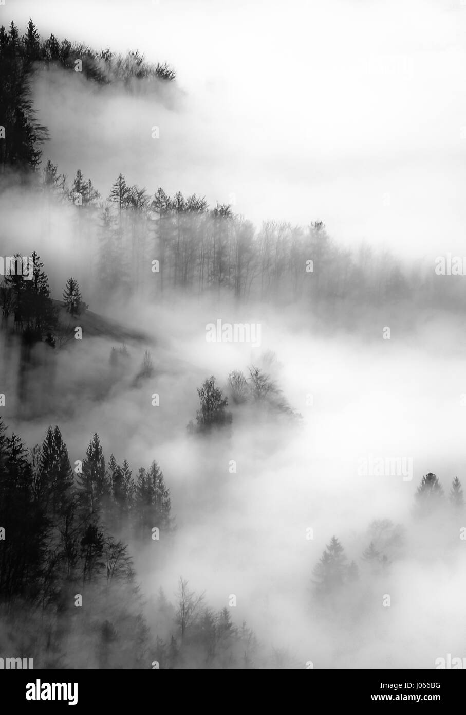Bäume sind mit Nebel bedeckt. Stockfoto