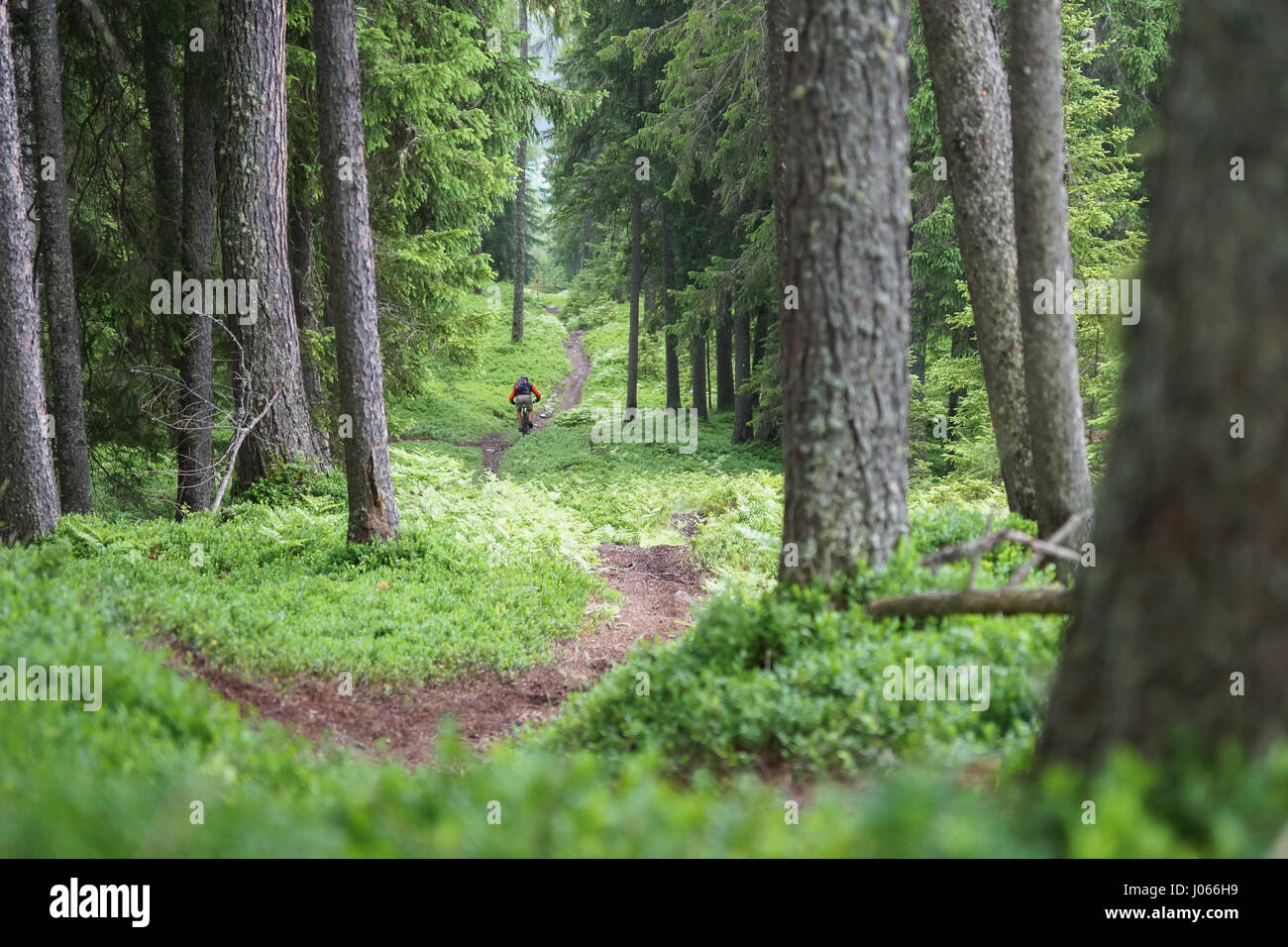 Ein Mountainbiker auf einem Radweg in den Wald des Berges Wildkogel in Österreich. Stockfoto