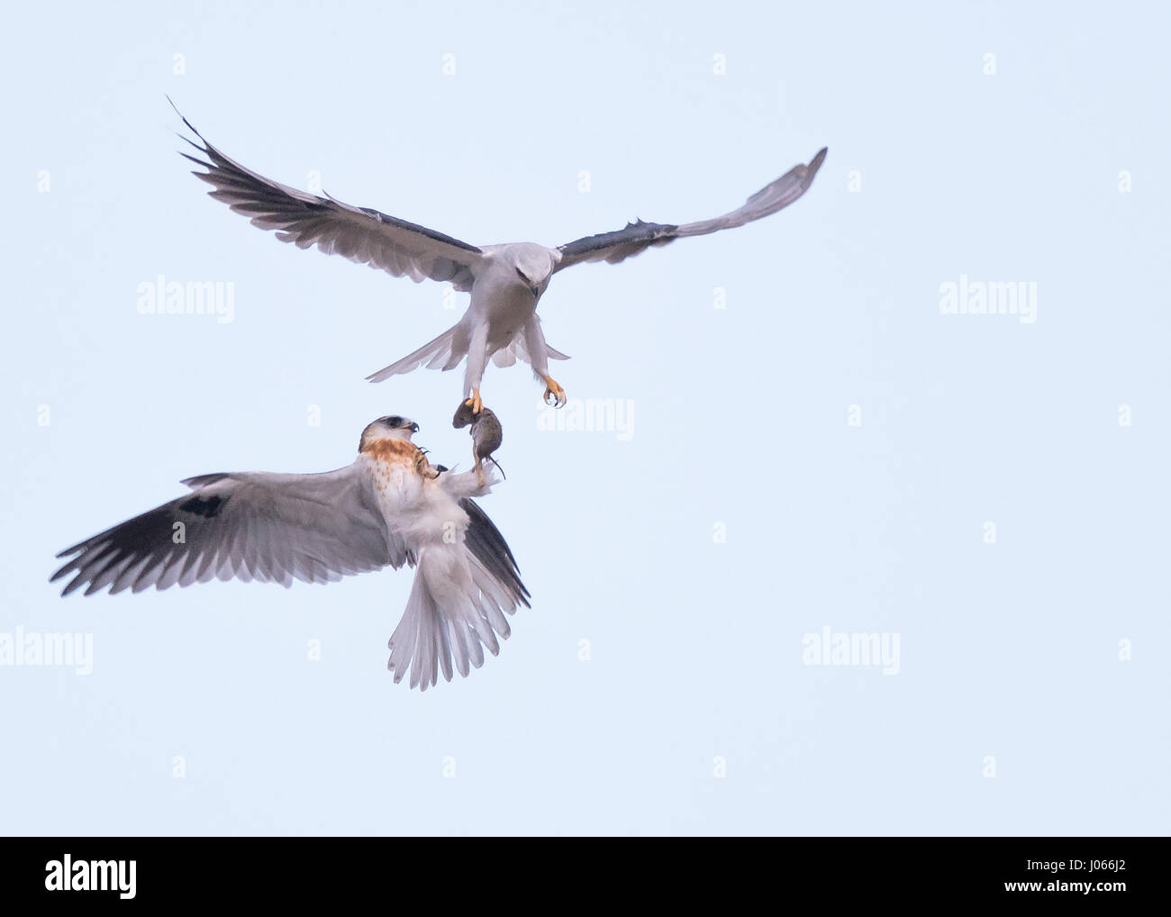 Zwei Seeadler Kites tauschen Beute. SPEKTAKULÄRE Action-Aufnahmen von zwei Seeadler Kites mit ihrer Mama zu jagen lernen wurden gefangen genommen. Diese atemberaubenden Bilder zeigen die Vögel anmutig durch die Luft gleiten, wie ihre Mutter sie trainiert. Eine weitere Aufnahme zeigt den Moment, wenn Mama die Jungvögel eine Wühlmaus zum Abendessen – alles innerhalb von Sekunden geht. Die atemberaubenden Bilder wurden von Thinh Bui (58), ein Ingenieur aus Fremont, USA während des Besuchs der Rancho San Antonio Preserve in Cupertino, Kalifornien. Die Aufnahmen wurden gefangen genommen, als die Vögel mehr als 80 Meter über dem Boden schwebte. Stockfoto