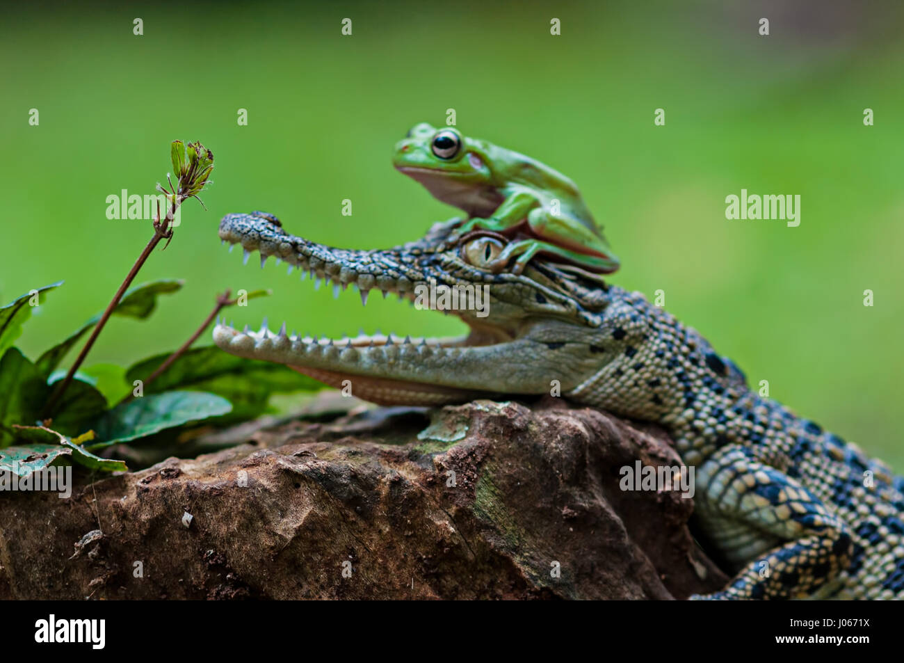 Süd-JAKARTA, Indonesien: Lustige Bilder von einer tapferen Laubfrosch erscheinen offen die Rachen ein Baby Salzwasserkrokodil ziehen wurden von einem Fotografen eingefangen. Die lustige Bilder zeigen die unwahrscheinlich Pals entspannende zusammen auf einem Baumstumpf, wie der Frosch verwandelt sich vor dem Krokodil Kopf auf vor posiert neben das Reptil offenen Mund. Ein anderes Bild zeigt, wie die rastlose Amphibien auf dem Krokodilkopf kletterten. Die urkomischen Aufnahmen wurden von Roni Kurniawan (26) in Süd-Jakarta, Indonesien. Roni verwendet eine Canon 600D Kamera, die überraschende Begegnung zu erfassen. Roni Kurniawan / Mediadr Stockfoto