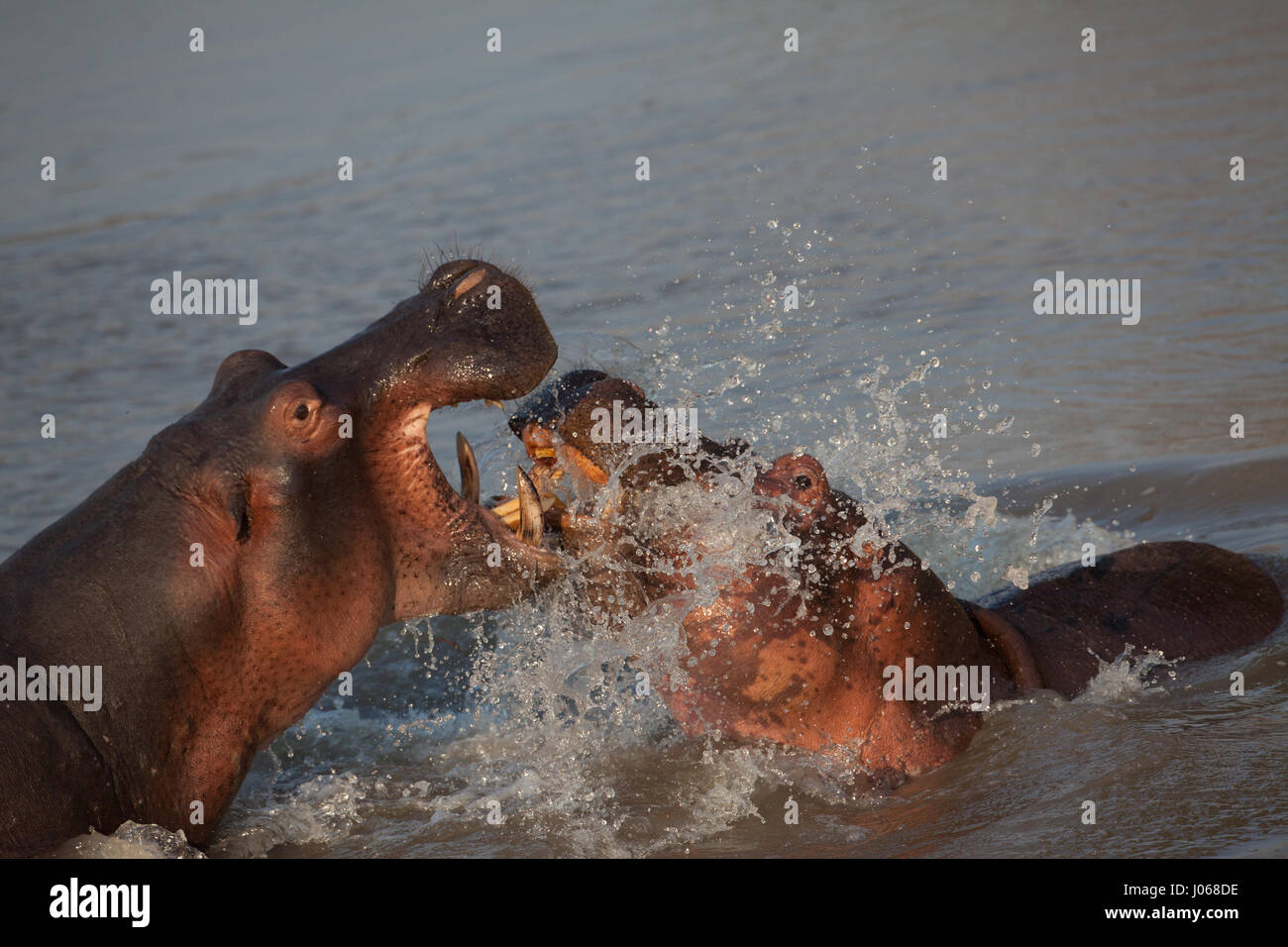 SOUTH LUANGWA, Sambia: Haben zwei riesige Flusspferde gerissen worden gegeneinander kämpfen über Wasser und Raum in einem allmächtigen Kampf der Titanen. Spektakuläre Action-Aufnahmen zeigen die zwei-Tonnen-Flusspferde vor sich und aggressiv entblößte ihre Zähne aufeinander. Die Allesfresser sind abgebildet in einer Lagune zu kämpfen, wie sie langsam heraus, tieferes Wasser treiben, während die Kriegsverletzungen auf ein Nilpferd mit einer Reihe von roten Schnittwunden, die Kreuz und quer über den Rücken deutlich zu erkennen. Die atemberaubenden Bilder wurden in South Luangwa, Sambia von Safari-Guide Peter Geraerdts (47), ursprünglich aus den Haag in den Niederlanden aufgenommen. Stockfoto