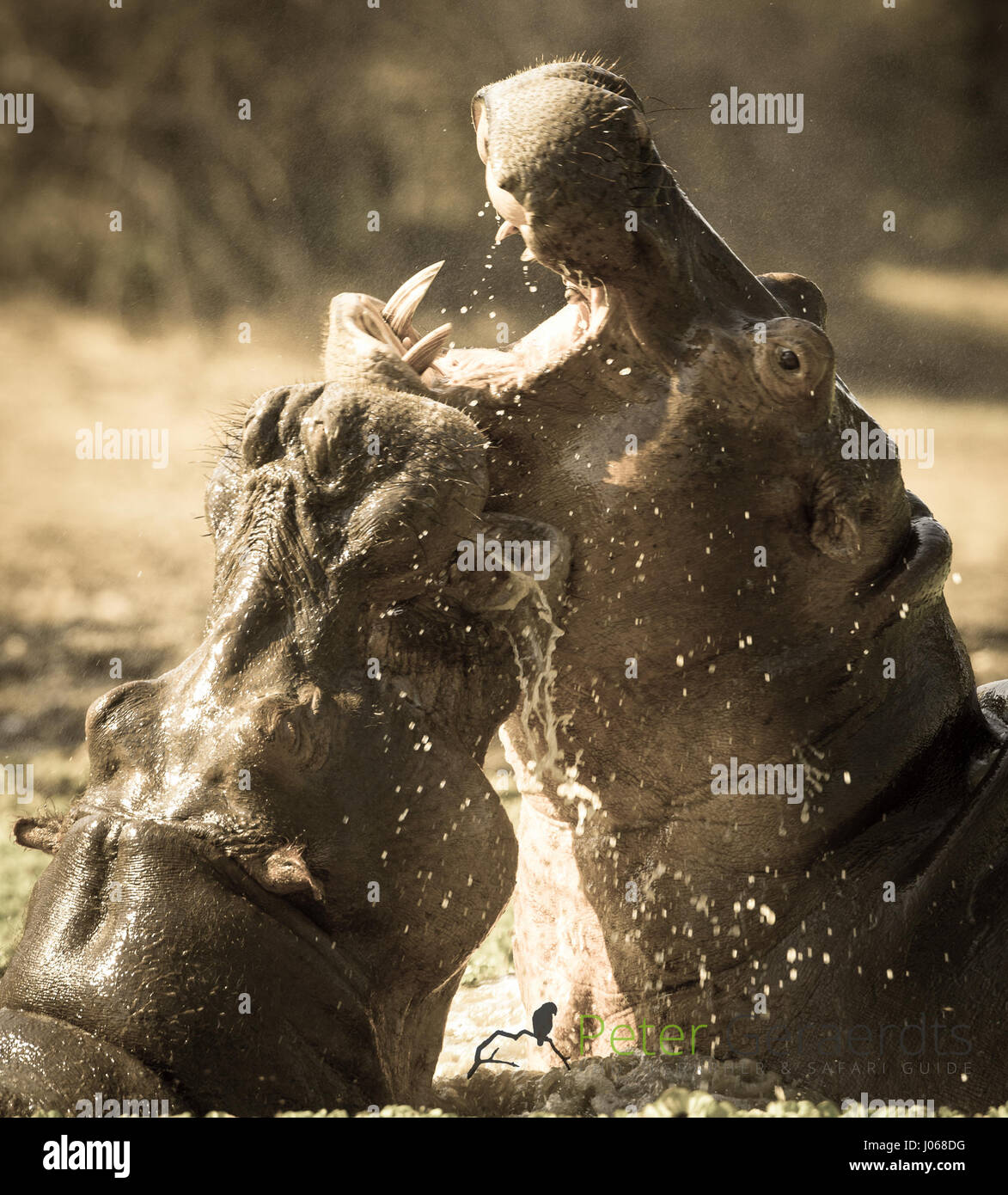 SOUTH LUANGWA, Sambia: Haben zwei riesige Flusspferde gerissen worden gegeneinander kämpfen über Wasser und Raum in einem allmächtigen Kampf der Titanen. Spektakuläre Action-Aufnahmen zeigen die zwei-Tonnen-Flusspferde vor sich und aggressiv entblößte ihre Zähne aufeinander. Die Allesfresser sind abgebildet in einer Lagune zu kämpfen, wie sie langsam heraus, tieferes Wasser treiben, während die Kriegsverletzungen auf ein Nilpferd mit einer Reihe von roten Schnittwunden, die Kreuz und quer über den Rücken deutlich zu erkennen. Die atemberaubenden Bilder wurden in South Luangwa, Sambia von Safari-Guide Peter Geraerdts (47), ursprünglich aus den Haag in den Niederlanden aufgenommen. Stockfoto