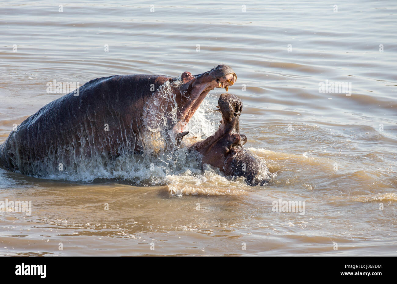 SOUTH LUANGWA, Sambia: Haben zwei riesige Flusspferde gerissen worden gegeneinander kämpfen über Wasser und Raum in einem allmächtigen Kampf der Titanen. Spektakuläre Action-Aufnahmen zeigen die zwei-Tonnen-Flusspferde vor sich und aggressiv entblößte ihre Zähne aufeinander. Die Allesfresser sind abgebildet in einer Lagune zu kämpfen, wie sie langsam heraus, tieferes Wasser treiben, während die Kriegsverletzungen auf ein Nilpferd mit einer Reihe von roten Schnittwunden, die Kreuz und quer über den Rücken deutlich zu erkennen. Die atemberaubenden Bilder wurden in South Luangwa, Sambia von Safari-Guide Peter Geraerdts (47), ursprünglich aus den Haag in den Niederlanden aufgenommen. Stockfoto