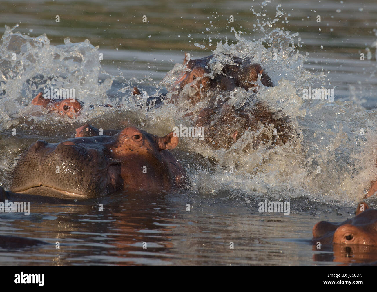 SOUTH LUANGWA, Sambia: Haben zwei riesige Flusspferde gerissen worden gegeneinander kämpfen über Wasser und Raum in einem allmächtigen Kampf der Titanen. Spektakuläre Action-Aufnahmen zeigen die zwei-Tonnen-Flusspferde vor sich und aggressiv entblößte ihre Zähne aufeinander. Die Allesfresser sind abgebildet in einer Lagune zu kämpfen, wie sie langsam heraus, tieferes Wasser treiben, während die Kriegsverletzungen auf ein Nilpferd mit einer Reihe von roten Schnittwunden, die Kreuz und quer über den Rücken deutlich zu erkennen. Die atemberaubenden Bilder wurden in South Luangwa, Sambia von Safari-Guide Peter Geraerdts (47), ursprünglich aus den Haag in den Niederlanden aufgenommen. Stockfoto