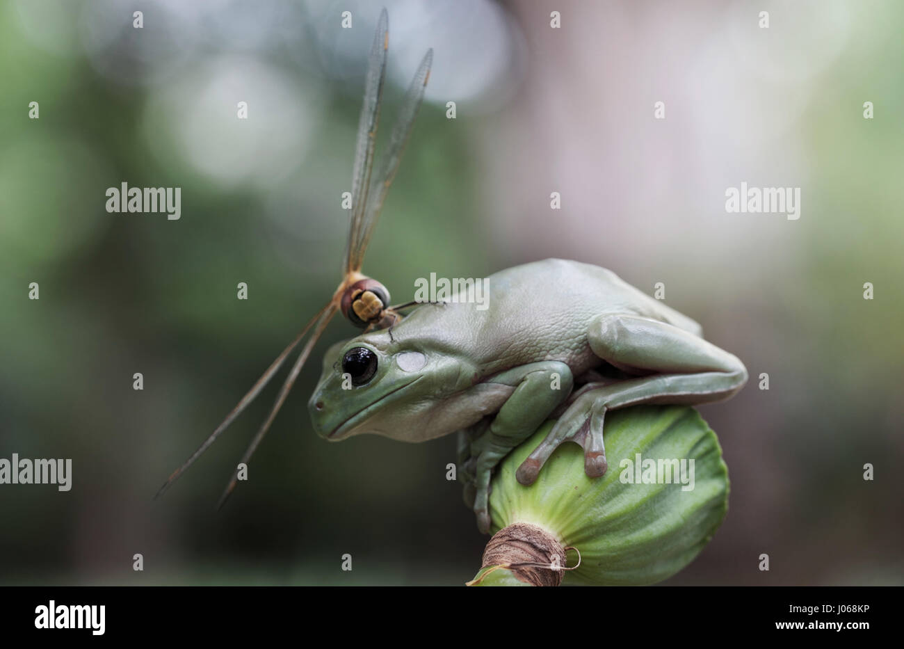 JAKARTA, Indonesien: Eine Libelle hat mit einem live Frosch Kopf als eine improvisierte Hubschrauberlandeplatz gerissen worden. Bilder zeigen die fliegende Kreatur einen unwahrscheinlichen Boxenstopp auf eine ahnungslose plumpen Laubfrosch Kopf machen.  Ausgaben insgesamt drei Minuten seinen Landeplatz zu untersuchen, die Libelle erkennt die Stelle nicht dafür geeignet ist, vor dem Re-Start in die Luft. Amateur-Fotografen Erni Wijaya (34) aus Jakarta, Indonesien passiert ist Zeuge dieser lustige Interaktion in seiner Heimatstadt. Stockfoto