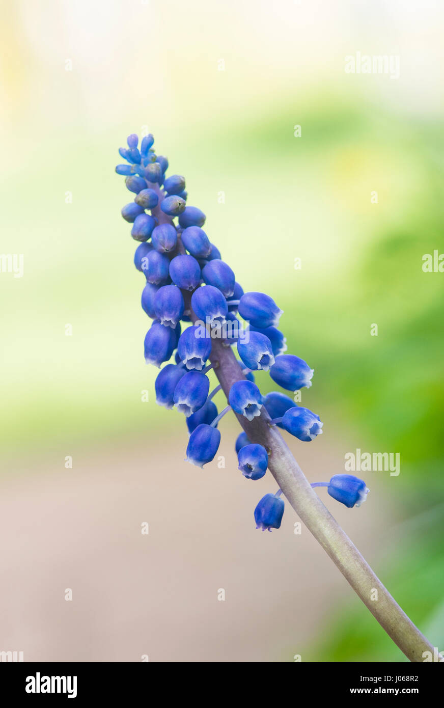 Muscari Armeniacum. Trauben Hyazinthe Blüte im Frühjahr Stockfoto