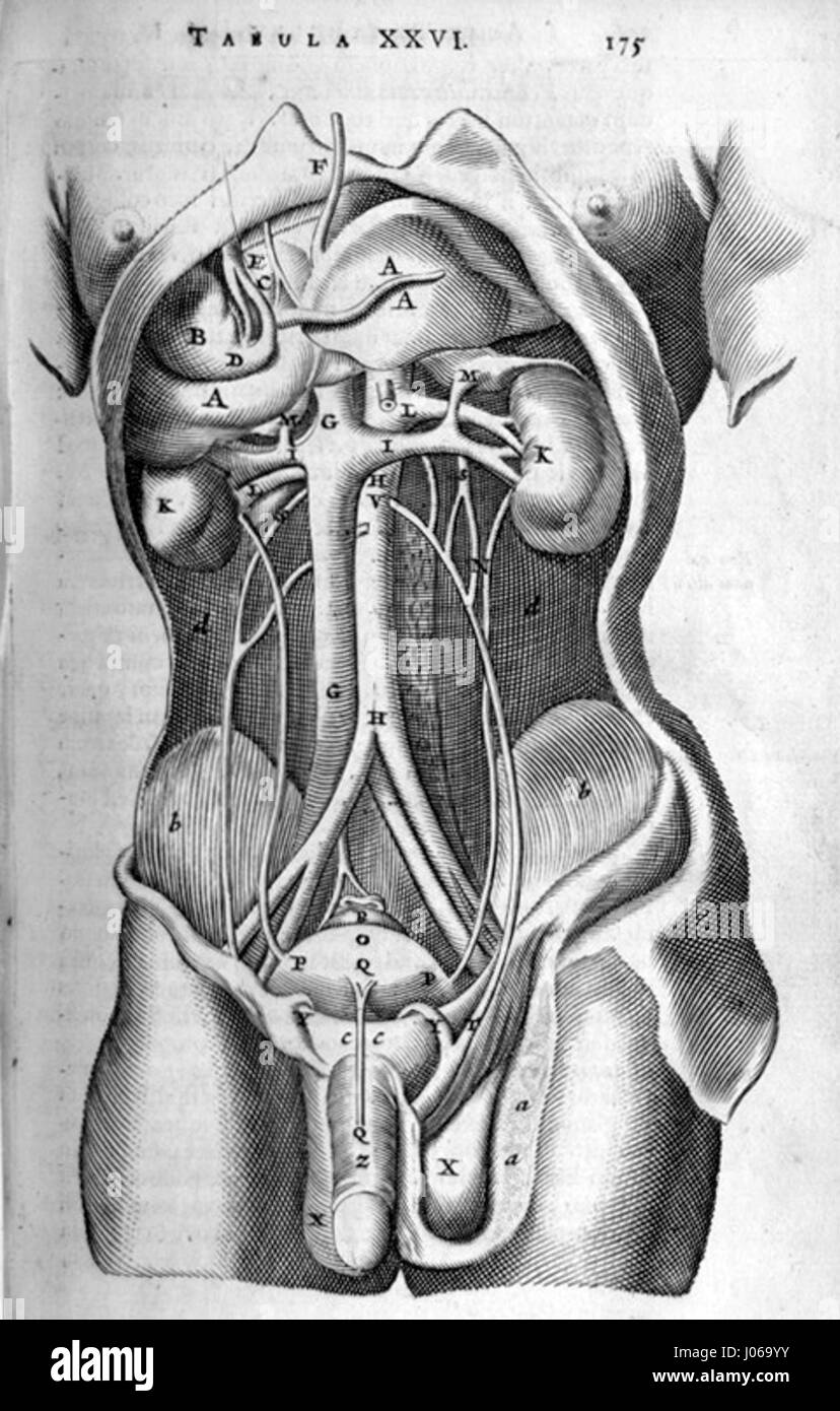 Diese anatomische Illustration von Bartholin zeigt die menschliche Bauchstruktur. Die detaillierte Darstellung gibt Einblicke in die inneren Organe des Körpers und ist ein wichtiges Werk in der Geschichte der medizinischen Illustrationen. Stockfoto