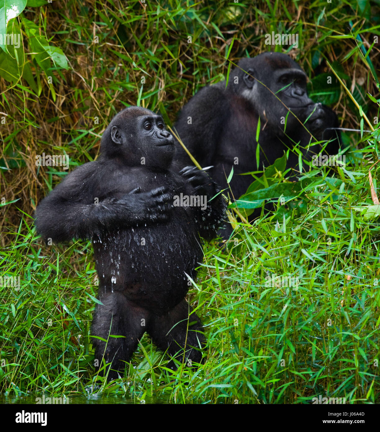 BWINDI Nationalpark, UGANDA: Ein Gorilla übte einen großen Knüppel wie eine Waffe wie er versuchte, einen Fotografen abzuwehren, die zu nahe für Komfort bekommen. Die atemberaubende Aufnahme zeigt die großen drei hundert und fünfzig Pfund Silberrücken halten den Stick auf bedrohliche Weise wie er der Fotograf schießt einen bedrohlichen Blick, als ob um zu sagen, "oughta warum ich". Andere Bilder zeigen Gorillas viel zuvorkommender drauf wie sie aus Zweigen schwingen, füttern und spielen mit ihren jungen. Einige Jugendliche Gorillas können gesehen werden, liegen wieder auf einem Ast und entspannend wie die Welt vergeht. Die Bilder wurden von Moskau Fotografen aufgenommen. Stockfoto