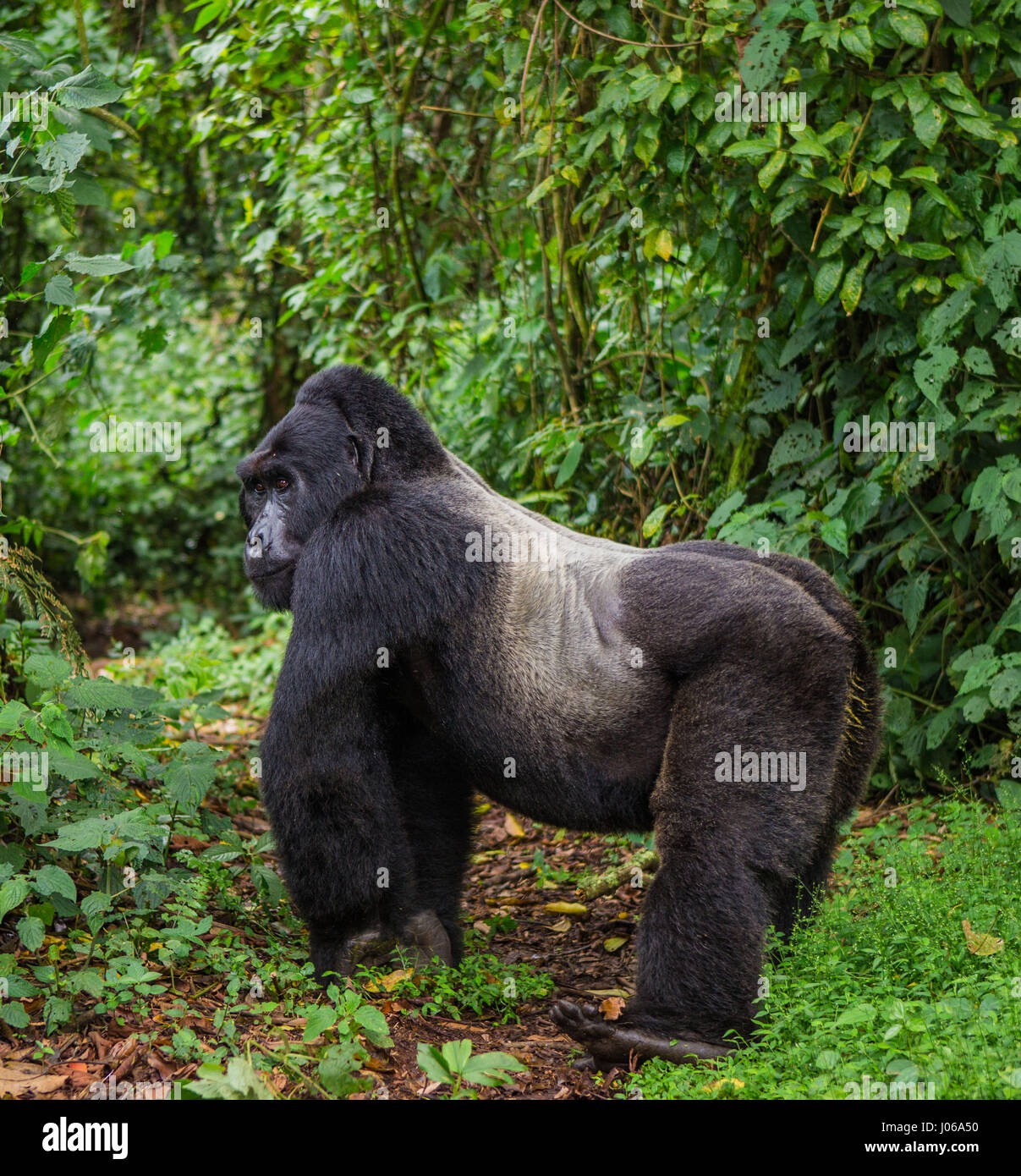 BWINDI Nationalpark, UGANDA: Ein Gorilla übte einen großen Knüppel wie eine Waffe wie er versuchte, einen Fotografen abzuwehren, die zu nahe für Komfort bekommen. Die atemberaubende Aufnahme zeigt die großen drei hundert und fünfzig Pfund Silberrücken halten den Stick auf bedrohliche Weise wie er der Fotograf schießt einen bedrohlichen Blick, als ob um zu sagen, "oughta warum ich". Andere Bilder zeigen Gorillas viel zuvorkommender drauf wie sie aus Zweigen schwingen, füttern und spielen mit ihren jungen. Einige Jugendliche Gorillas können gesehen werden, liegen wieder auf einem Ast und entspannend wie die Welt vergeht. Die Bilder wurden von Moskau Fotografen aufgenommen. Stockfoto