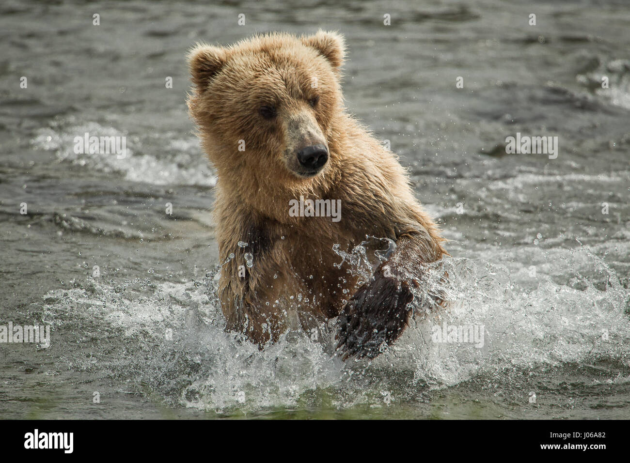 EXPLOSIVE Bilder von einem britischen Fotografen zeigen ein hungriger Braunbär Schlemmen auf die Höchstzahl von Lachs jetzt schwärmen flussaufwärts. Die actionreiche Aufnahmen gehören Bär, der auf acht Füße wachsen kann hoch und 800-Pfund wiegen, stalking seine glücklose Beute vor der Zerschlagung durch das Wasser Devoir seine Mahlzeit mit frischem Fisch. Scot Graham McGeorge, der jetzt einen Vorarbeiter Leben in Florida ist, erfasst die spektakuläre Szene während des Besuchs Brooks Falls im Katmai Nationalpark in Alaska, wo die Bären haben nur ein paar Monate des Sommers bis zu 400.000 Lachs Reisen zu ihren Zucht Gewässern zu Spaw jagen Stockfoto